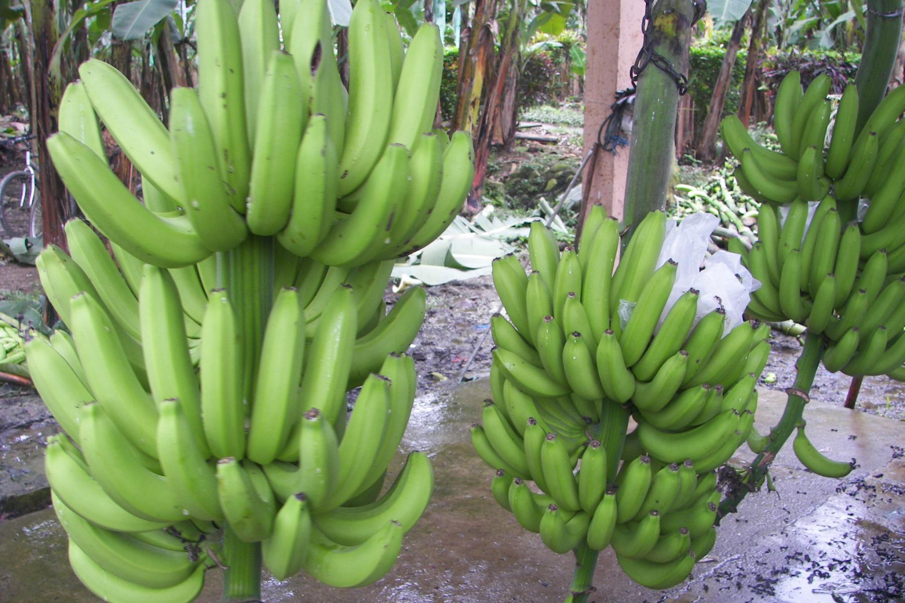 Bananen an der Staude