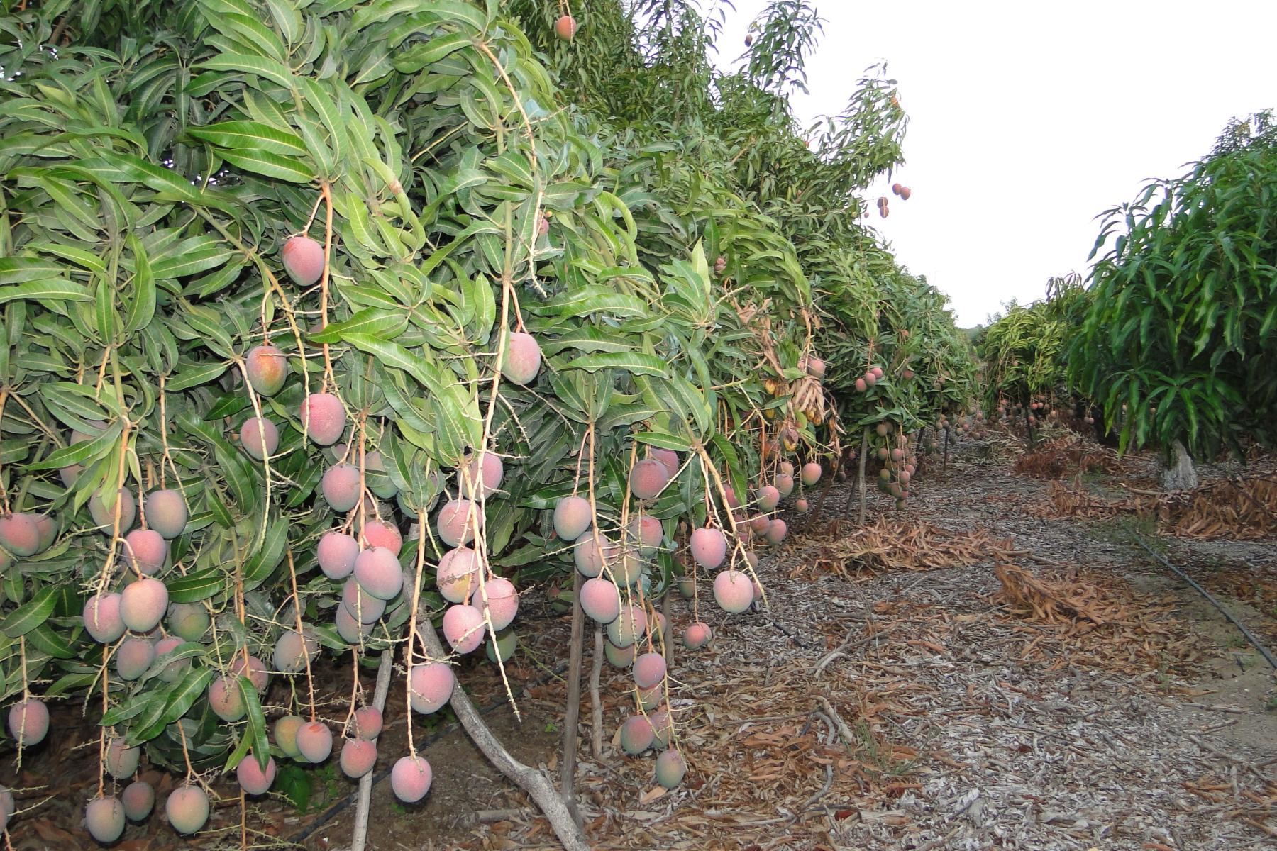 Mangoplantage