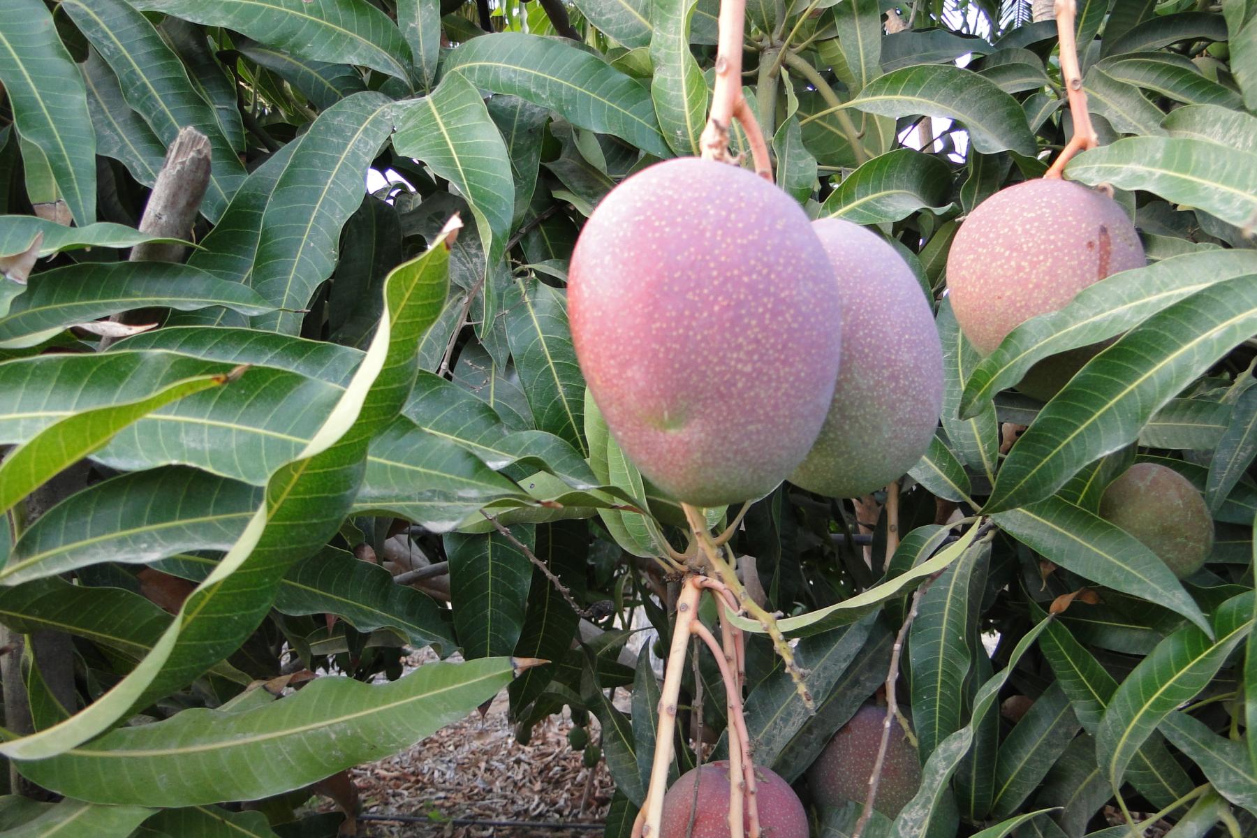 Mango am Baum
