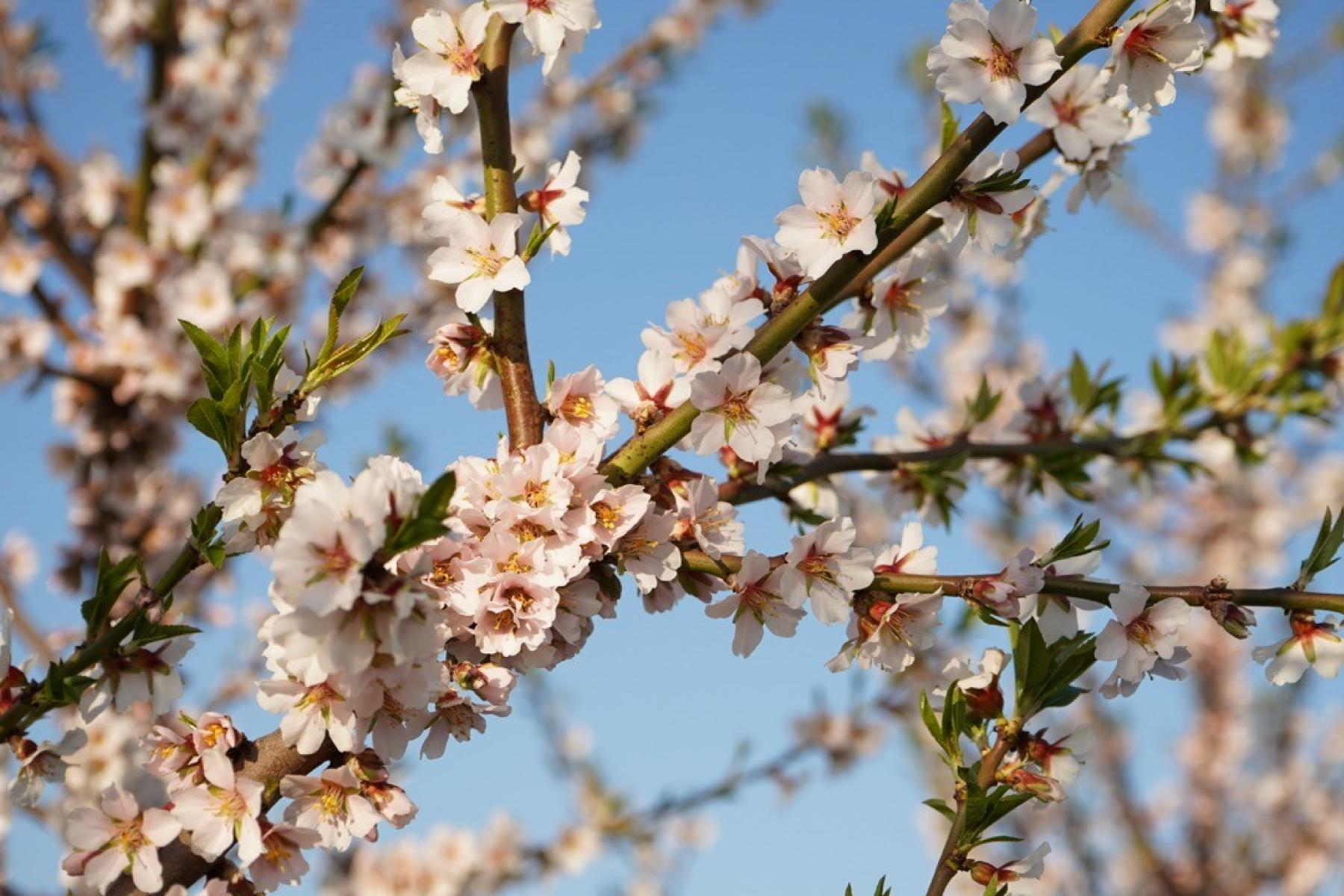 Mandelblüte in Deutschland