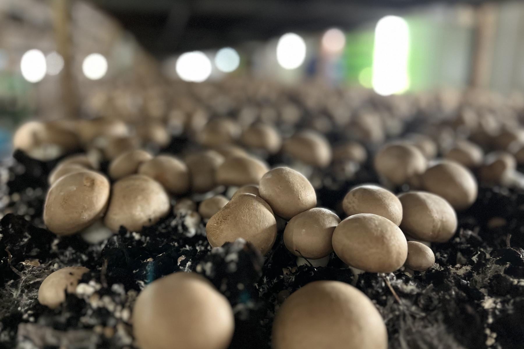 Anbau brauner Champignons in Substrat.  