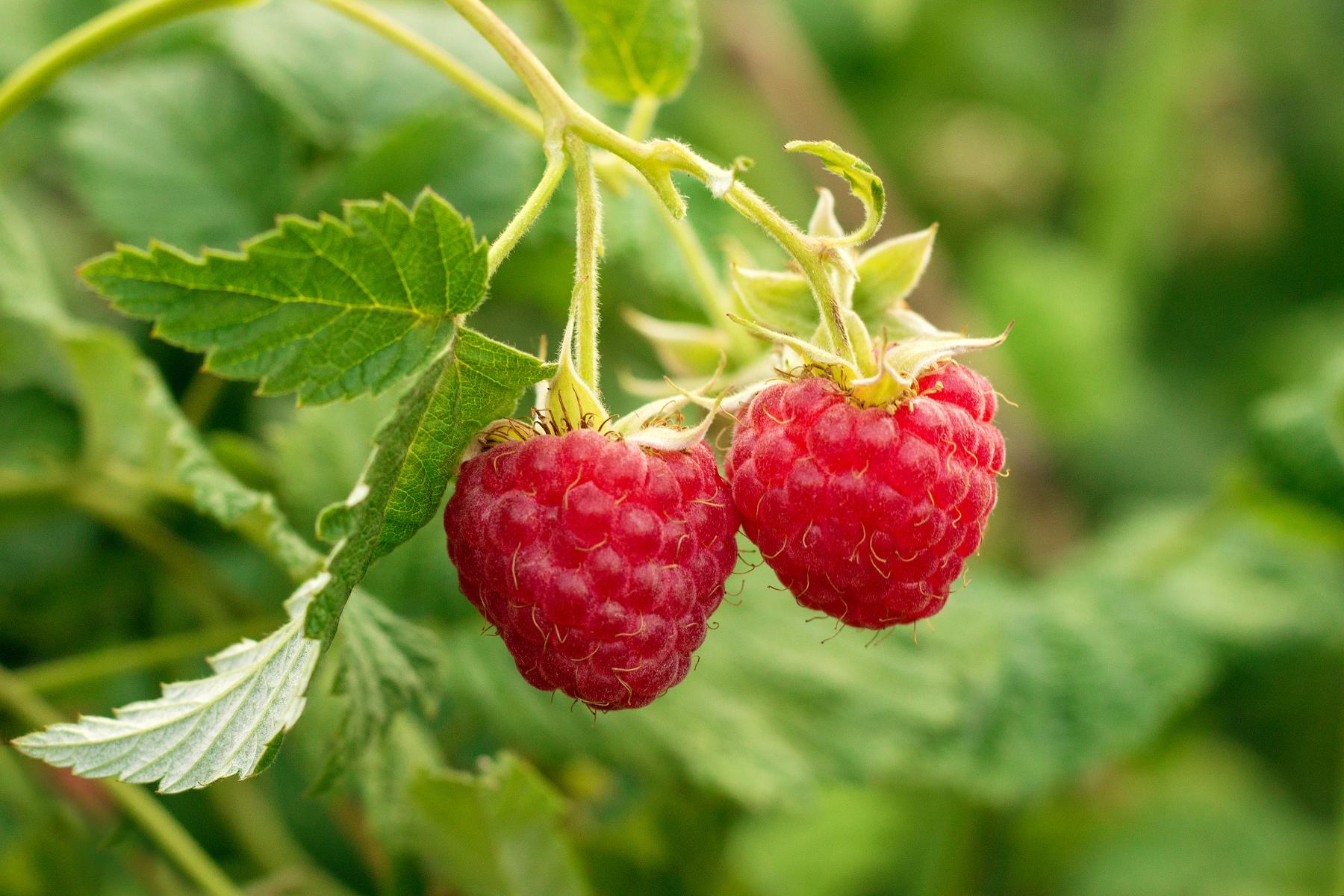 Himbeeren