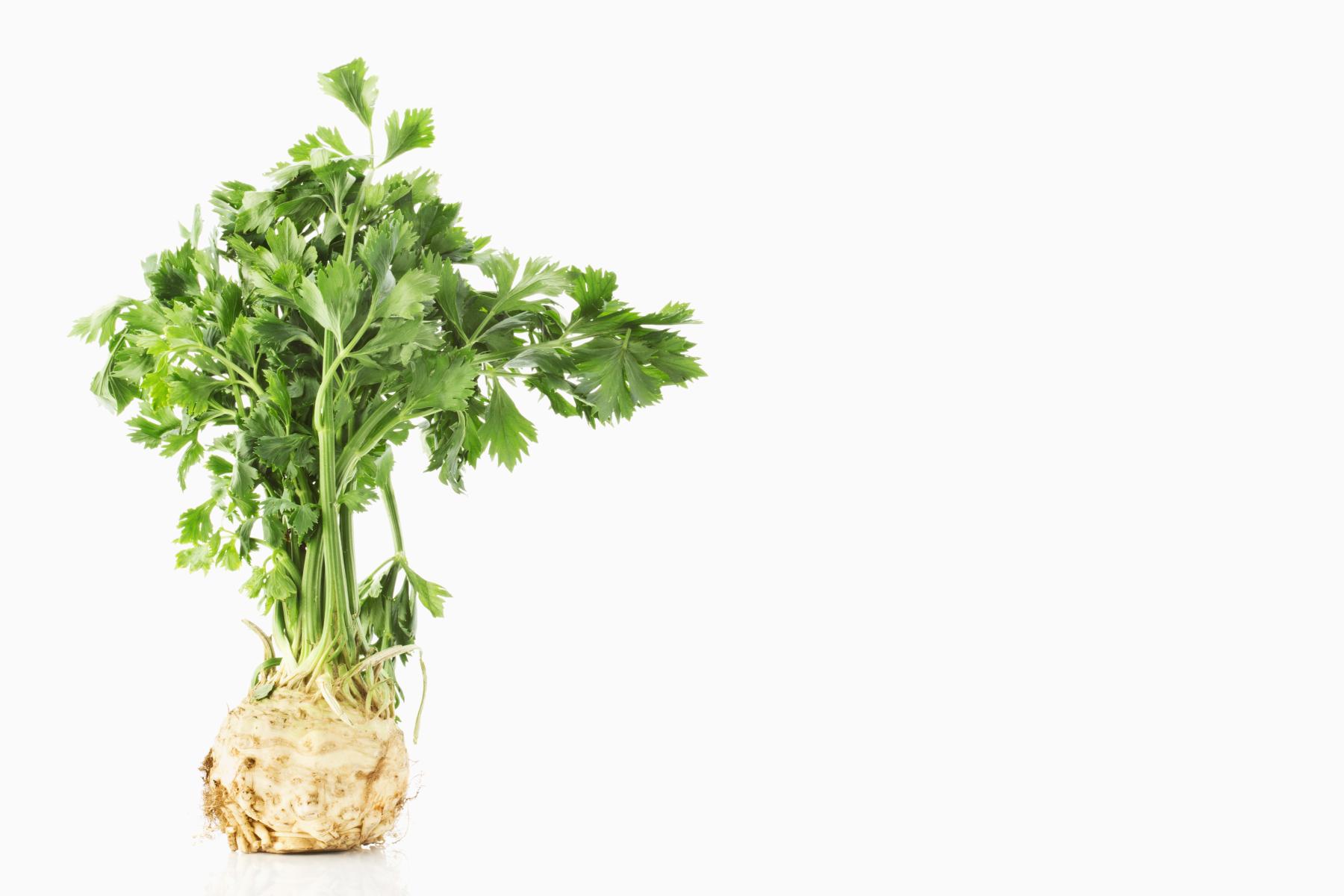 Knollensellerie