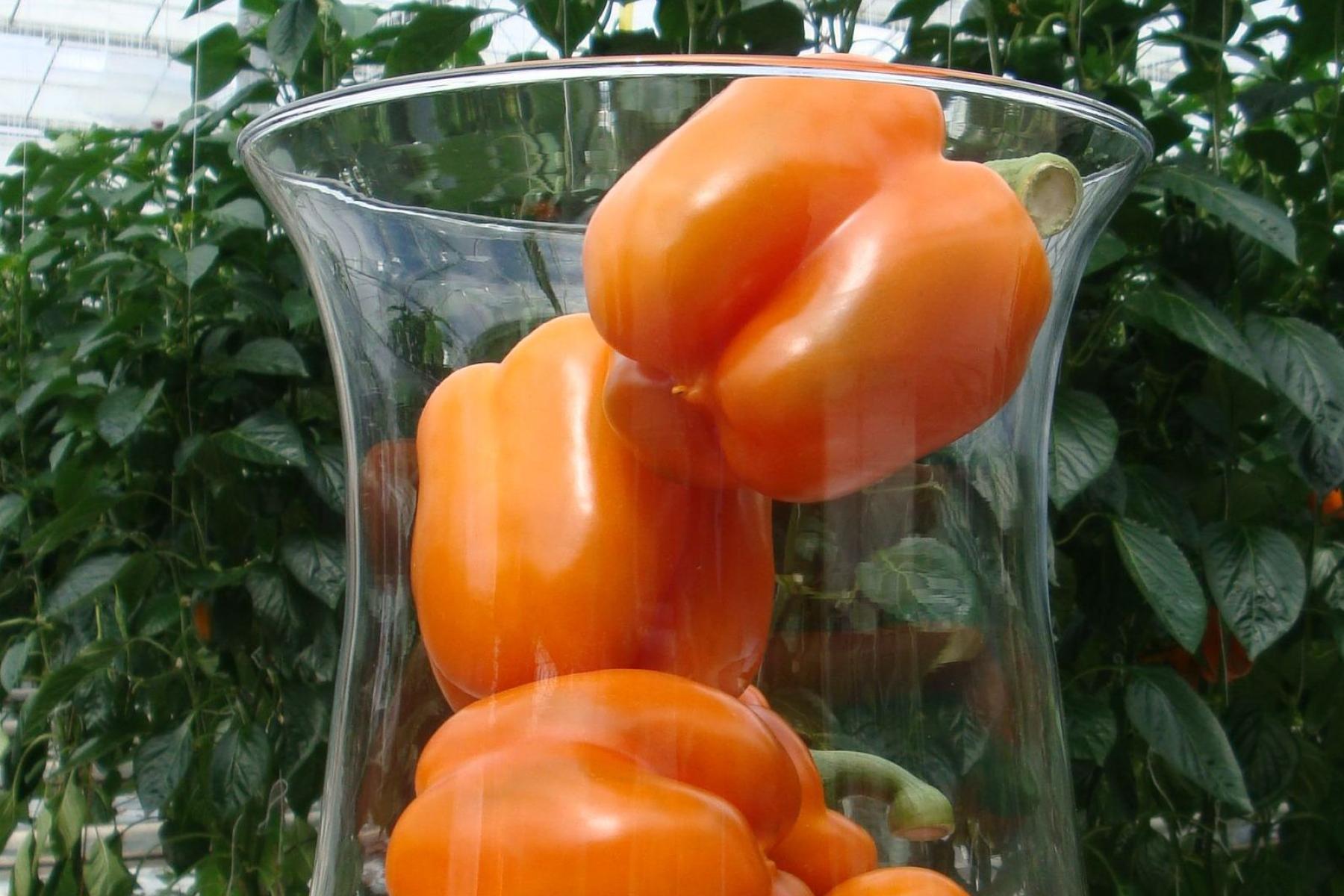 orange Paprika im Glas