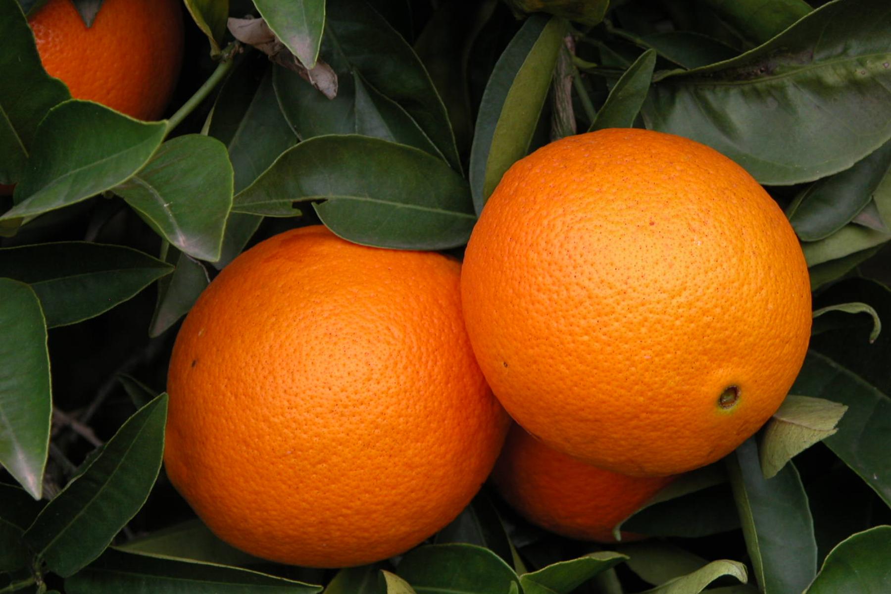 Orangen am Baum