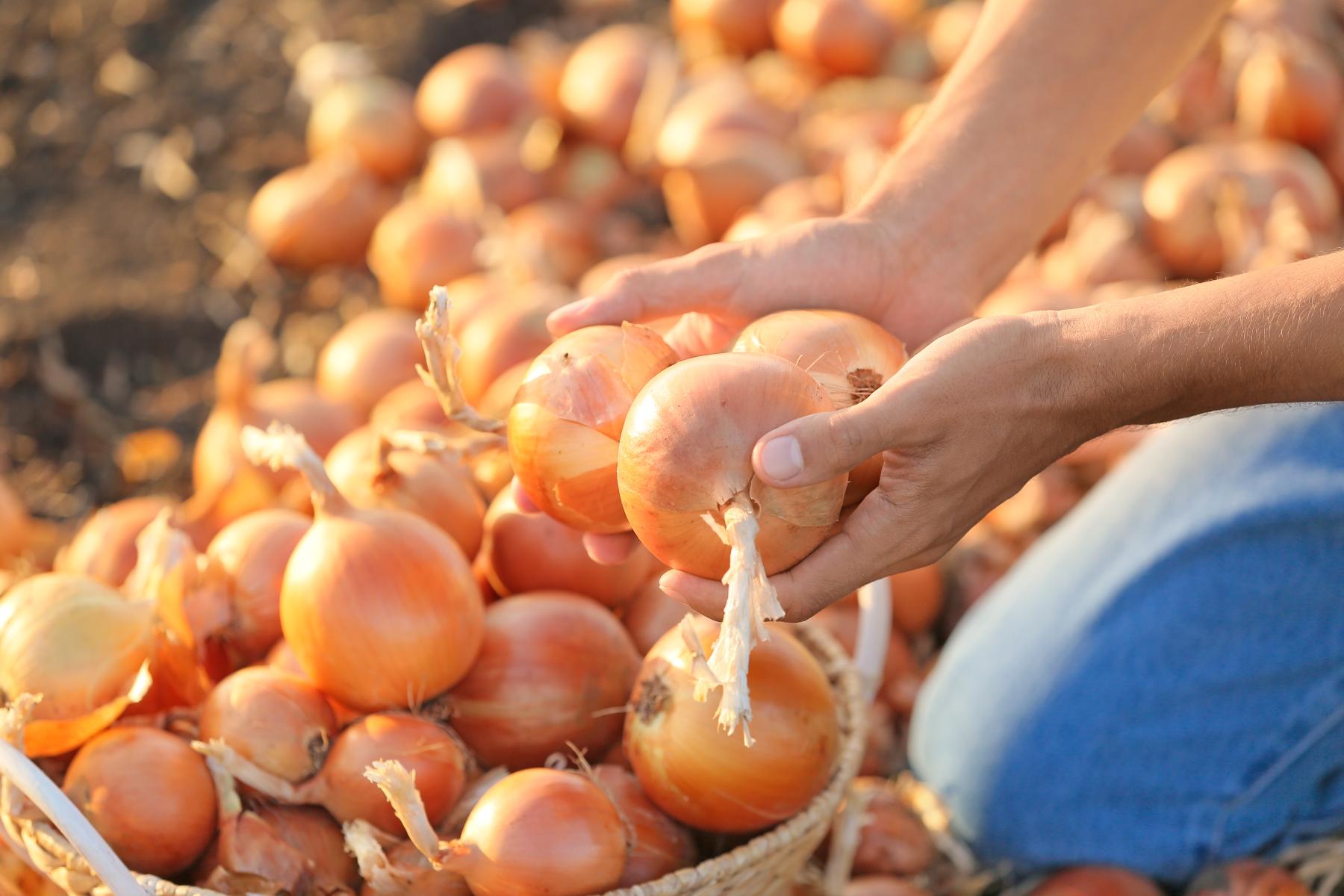 Person sortiert Zwiebeln
