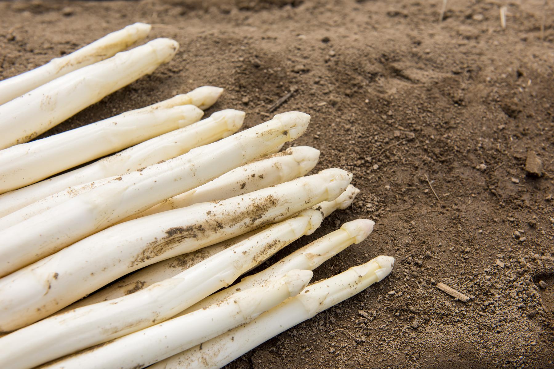 Spargelstangen auf Erde