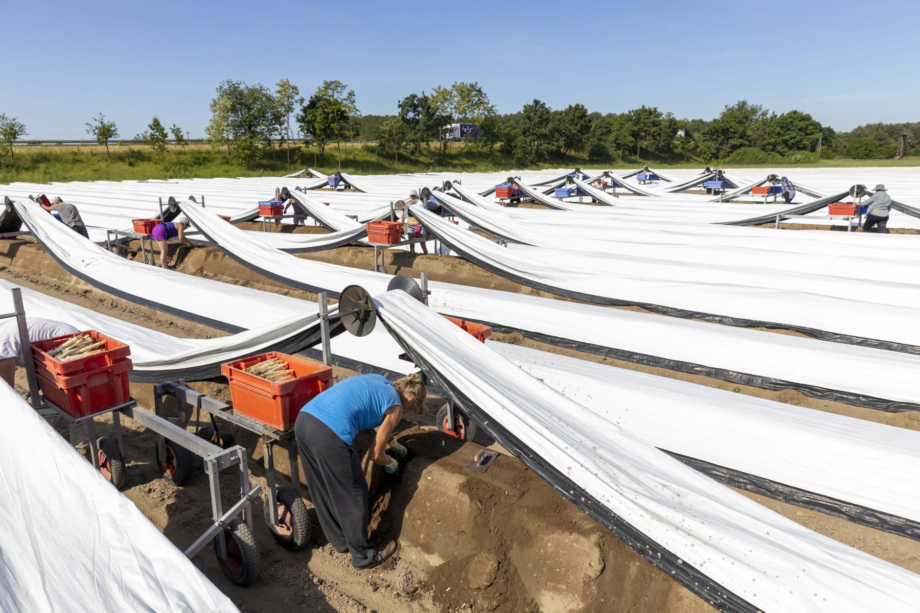Aus einem Spargelfeld ernten Arbeiter unter einer weißen Folie Spargel.