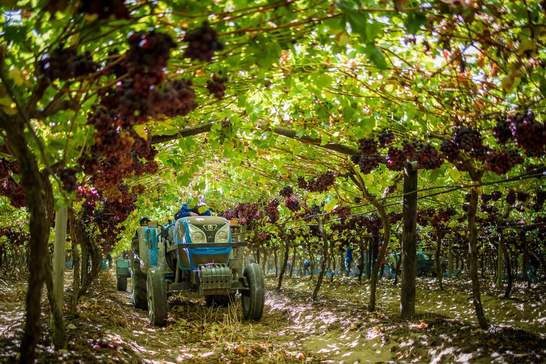 Traubenernte mit Traktor