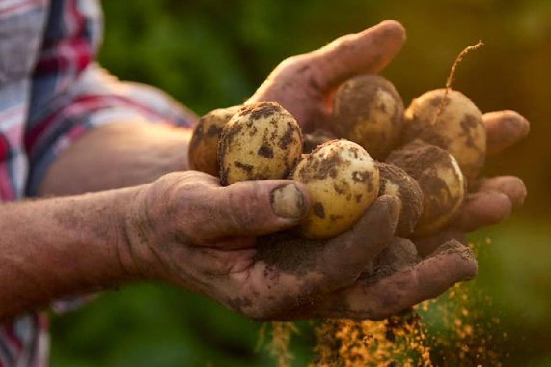 Person hält Kartoffeln in der Hand, Erde rieselt runter