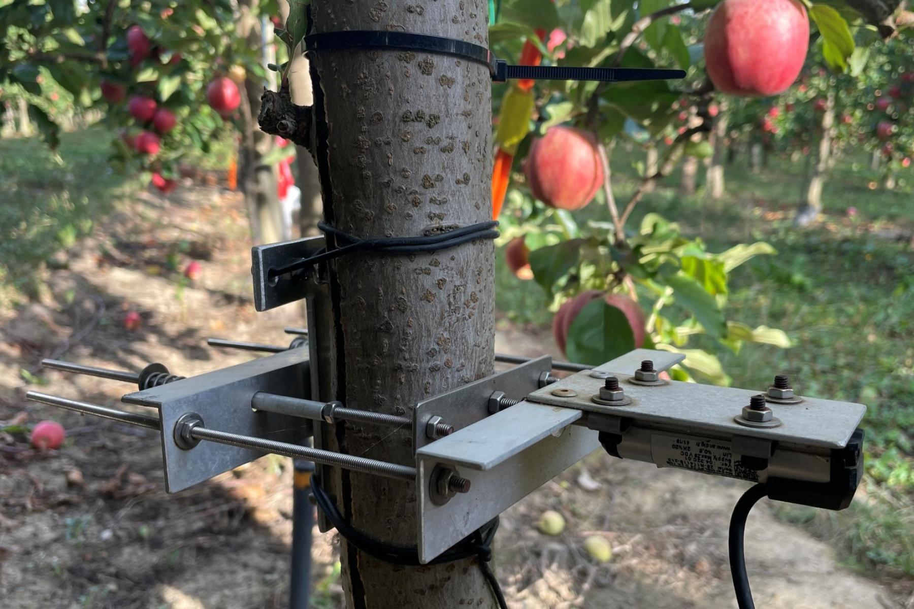 Bewässerungsmesser am Apfelbaum