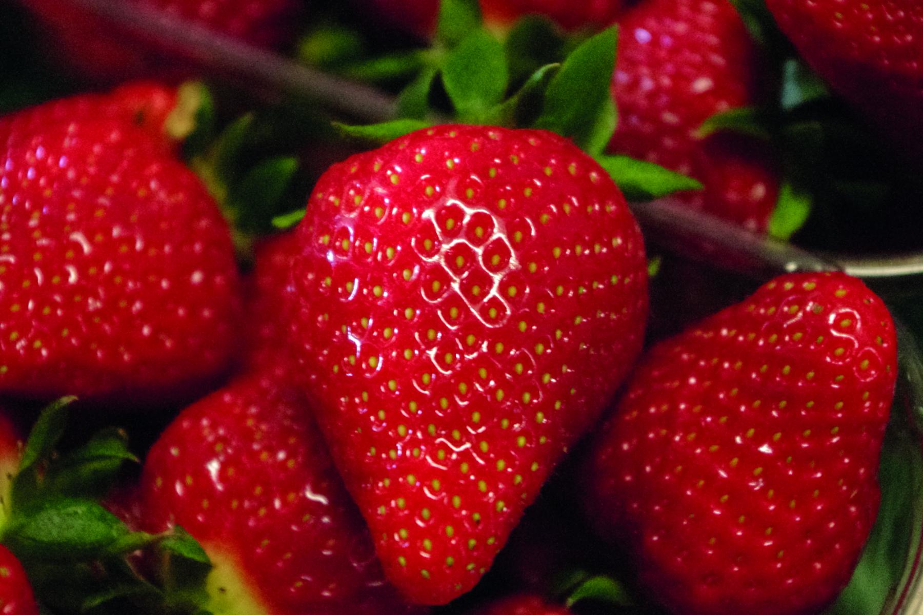 Erdbeeren