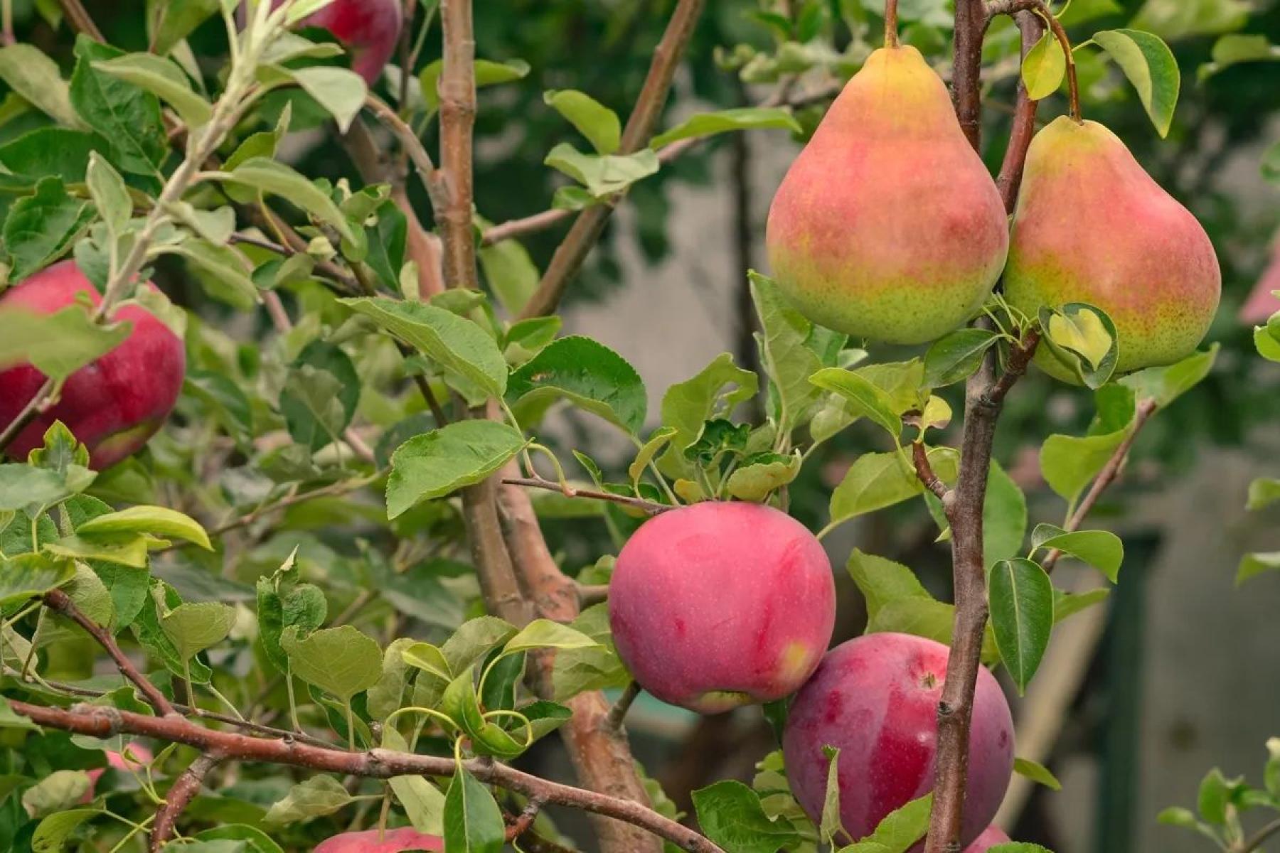 Äpfel und Birnen am Baum