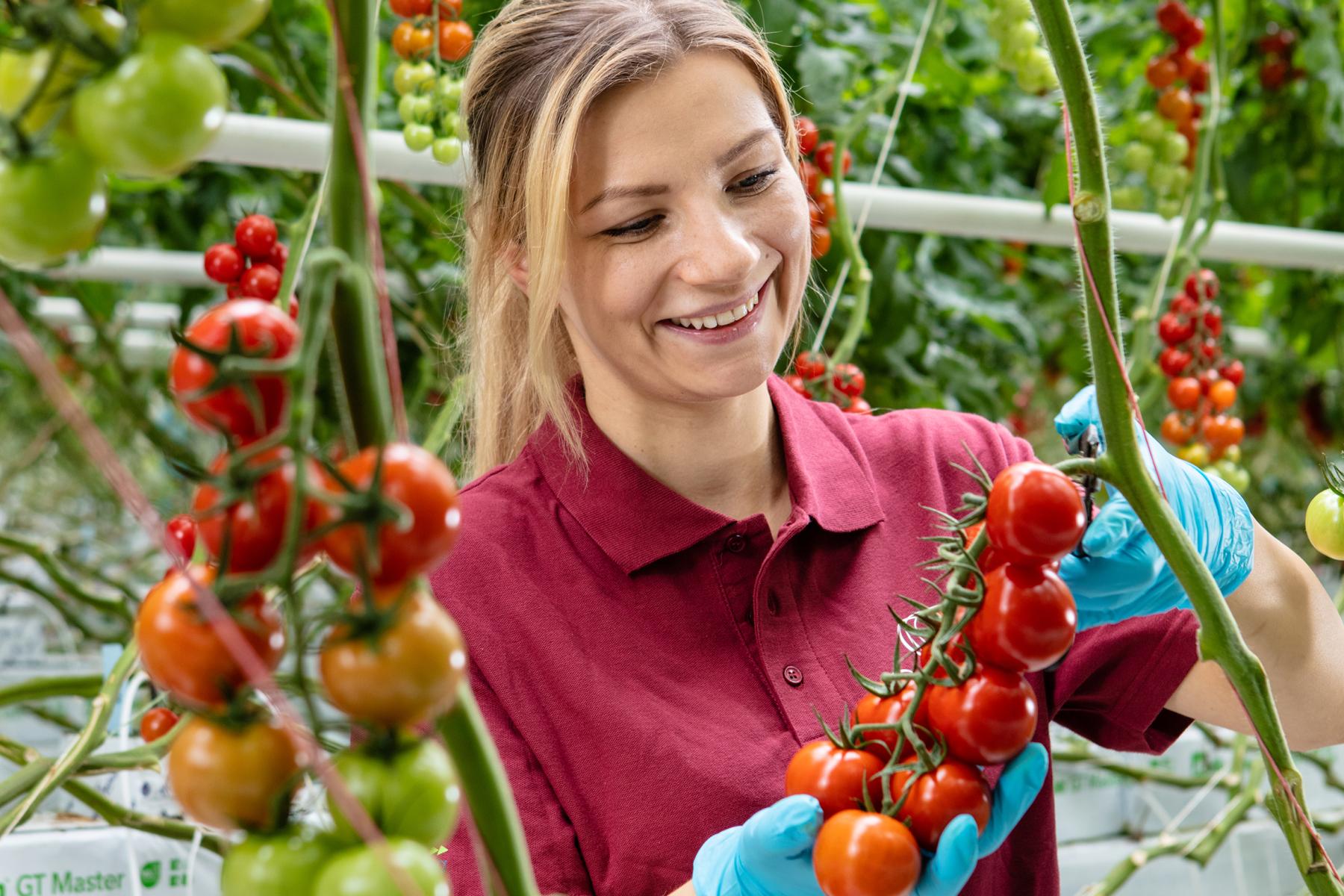 Frau mit Tomaten im Gewächshaus