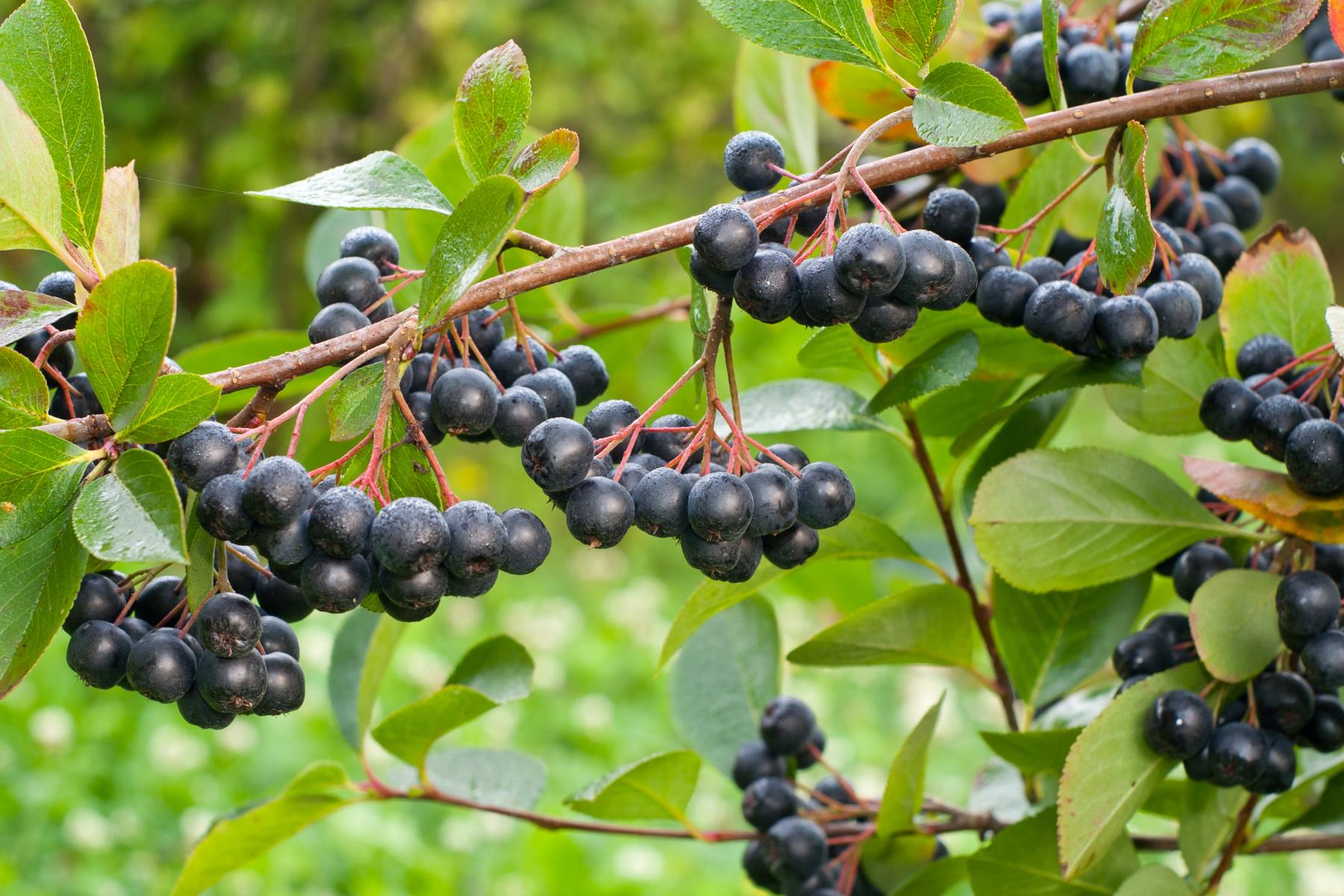 Aroniabeeren