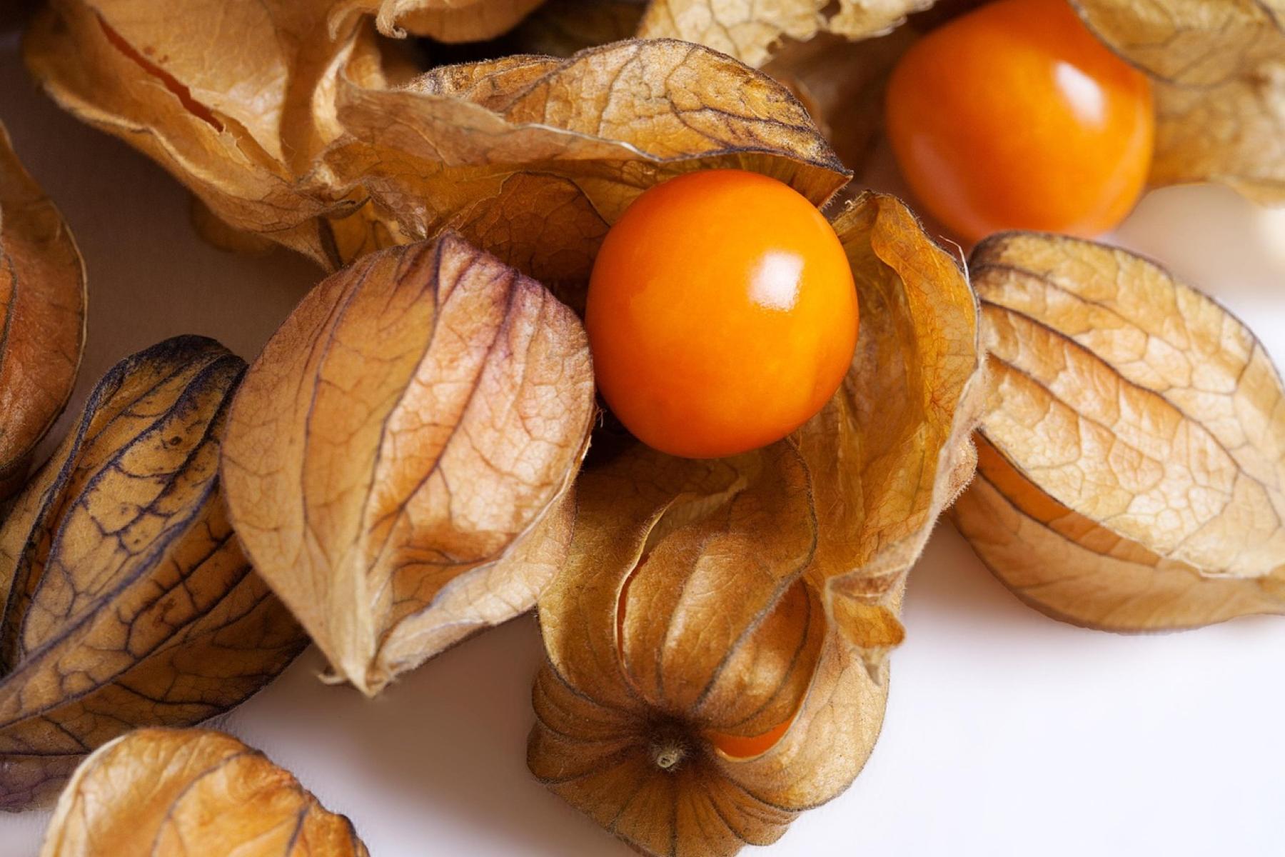 Physalis