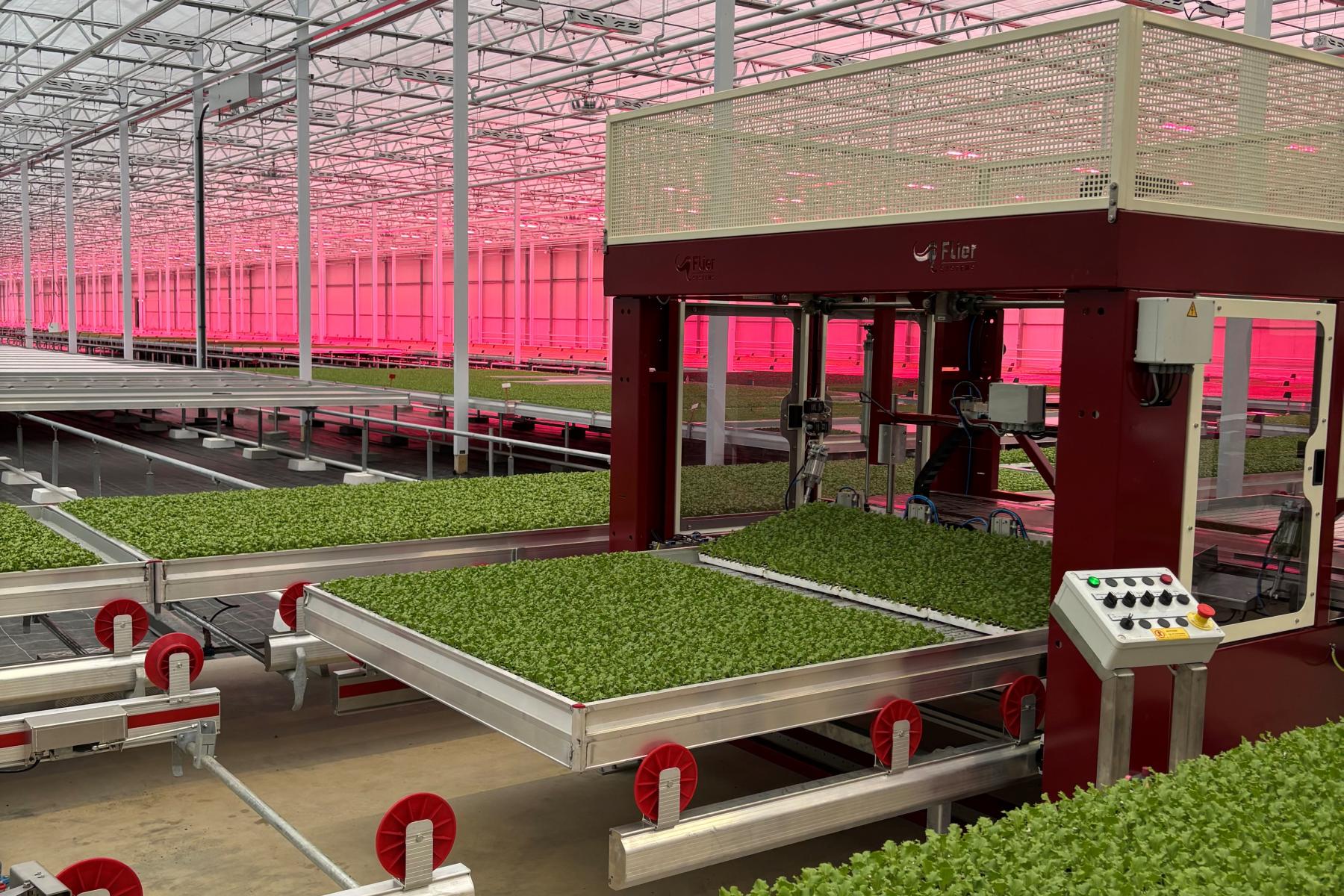 Hydroponik Salatanbau