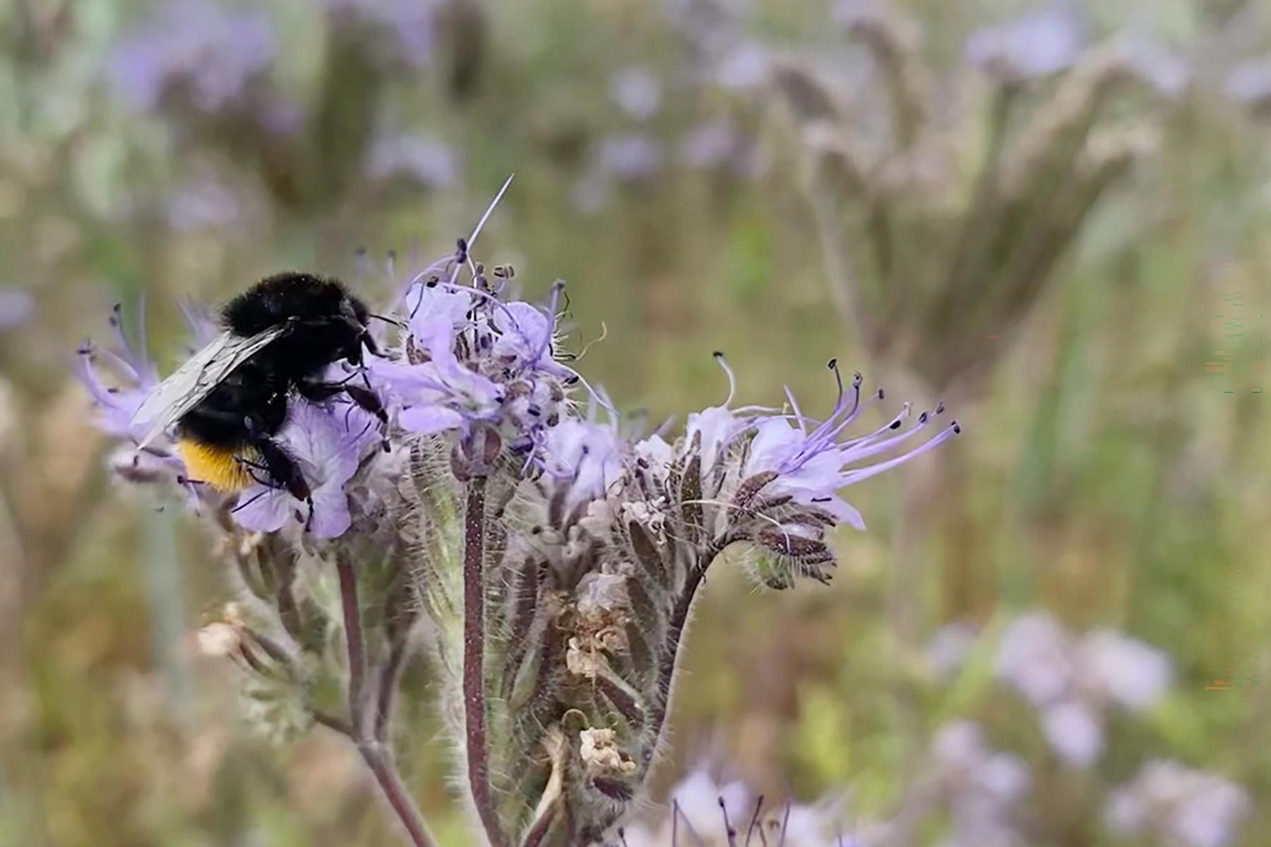 Steinhummel