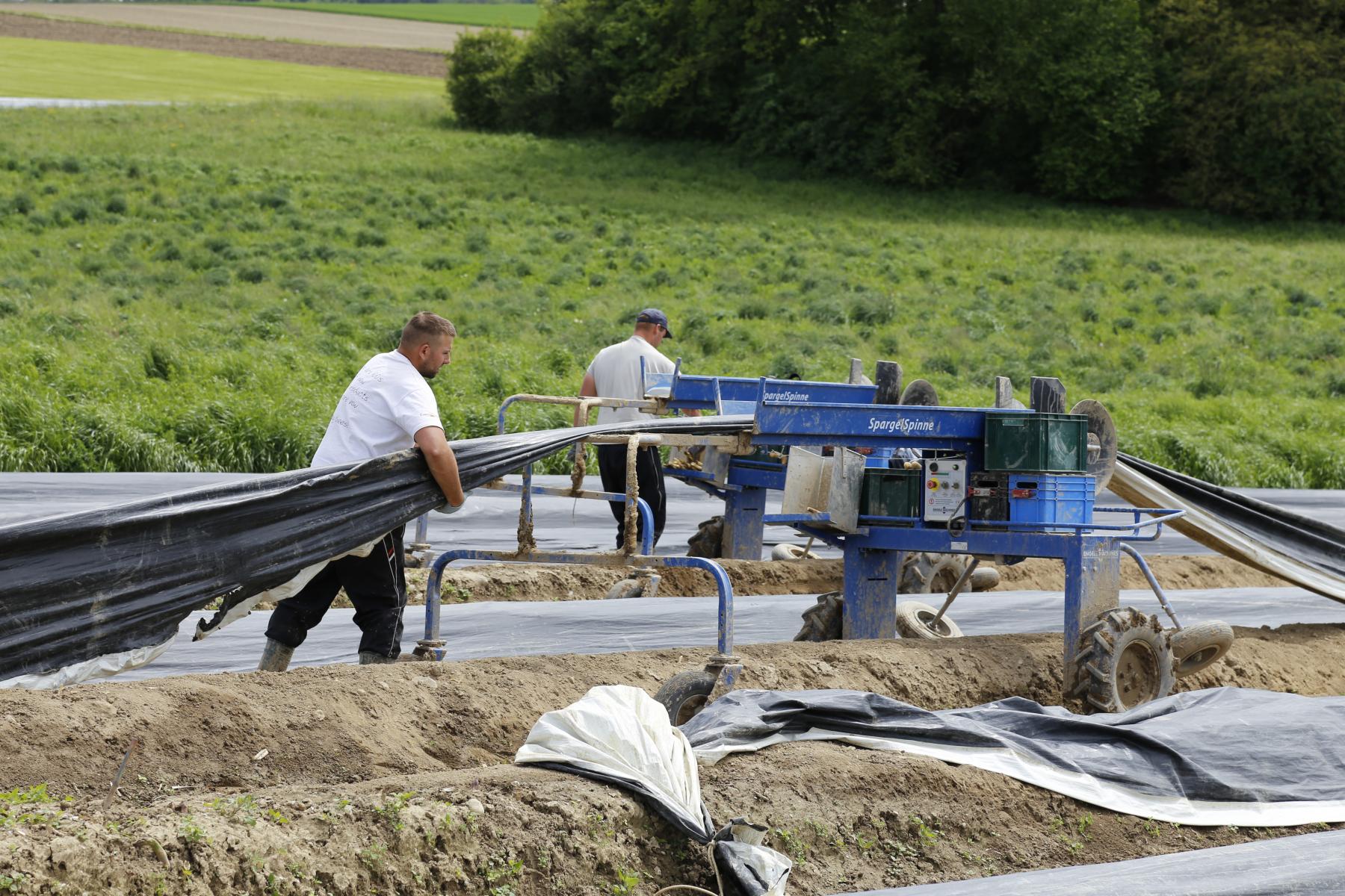 Bleichspargel wird in einem Damm unter Folien angebaut – auch beim Grünspargel wird zum Teil auf Minitunnel gesetzt.