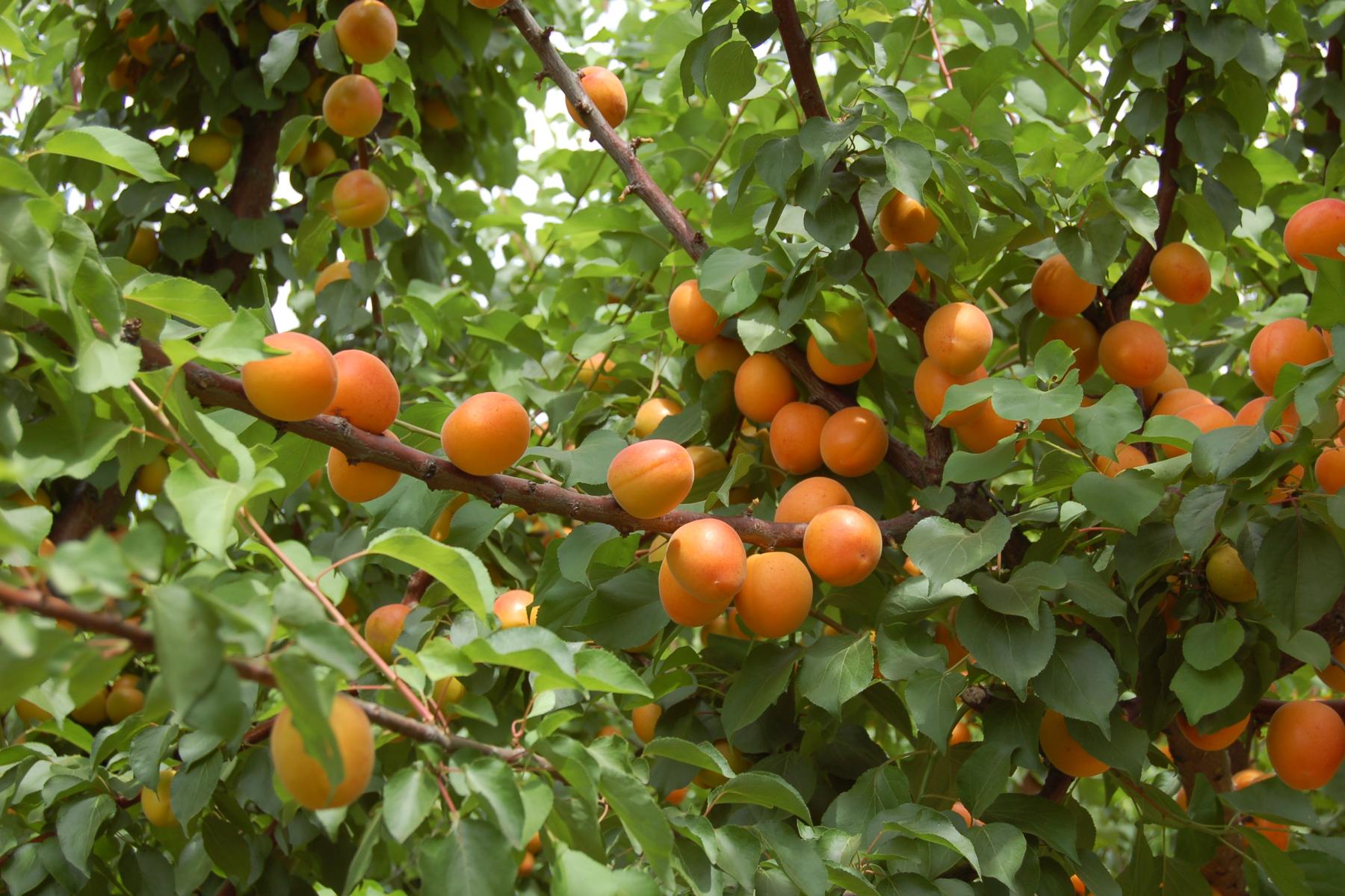 Aprikosenbaum