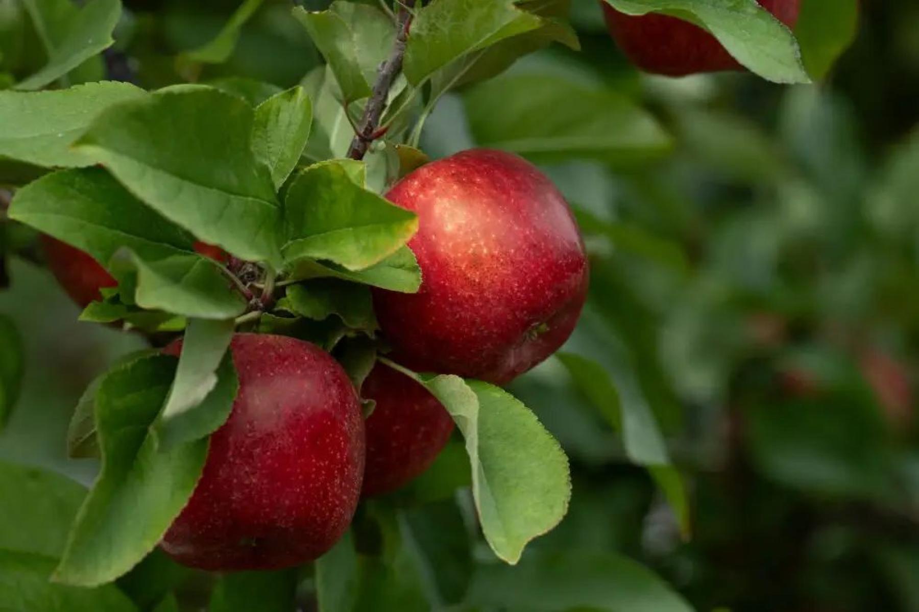 Envy-Apfel am Baum