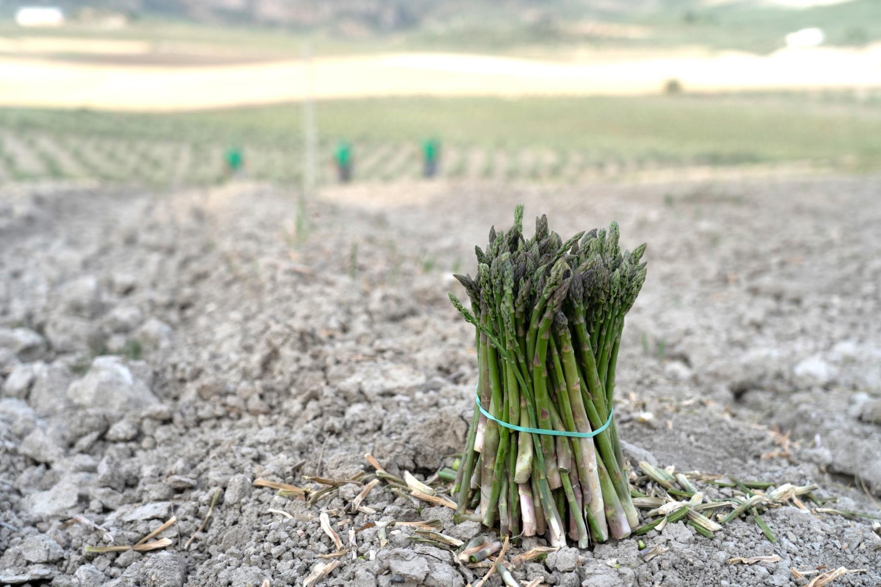 grüner Spargel auf dem Feld