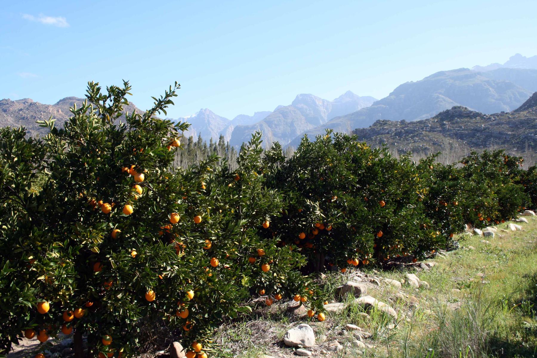 Orangenplantage