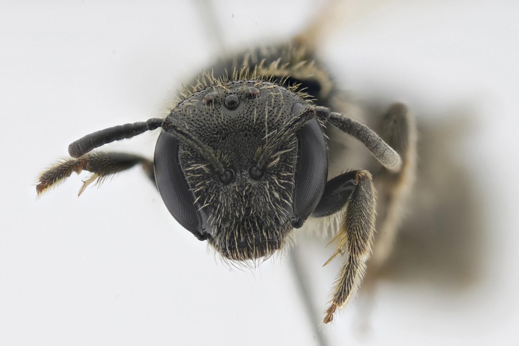 Kopf einer Wildbiene
