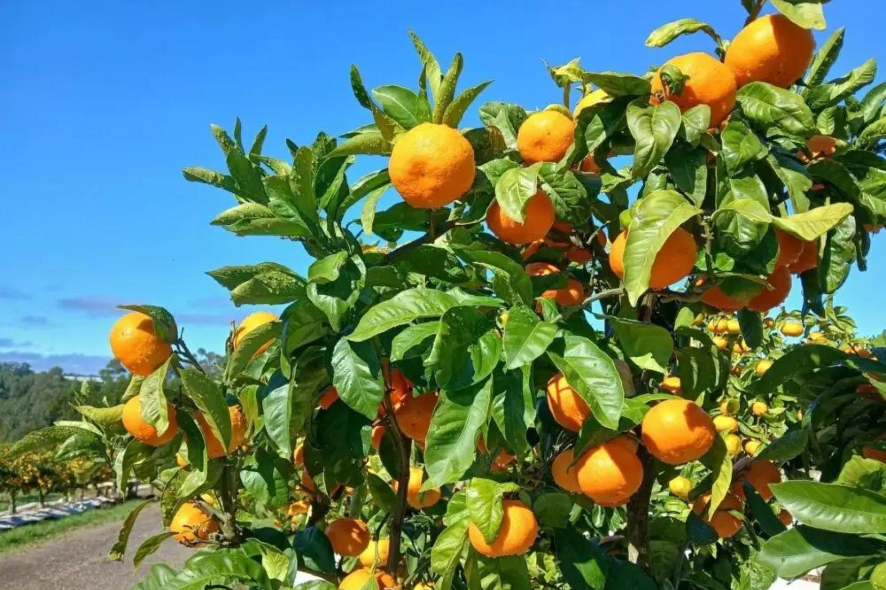 Satsuma-Mandarinen am Baum