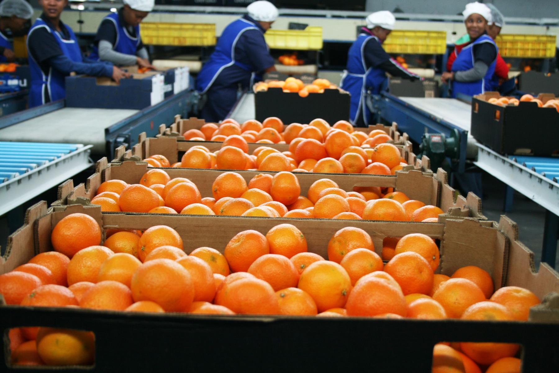 Verpackungslinie für Citrusfrüchte
