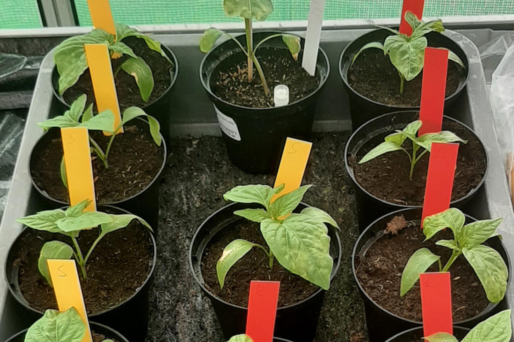 Tomaten und Paprika bei Tests des Leibniz Instituts/DSMZ 