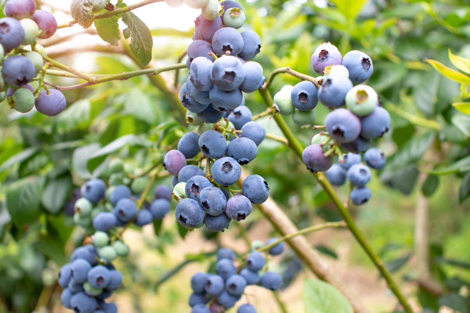 Heidelbeeren am Busch