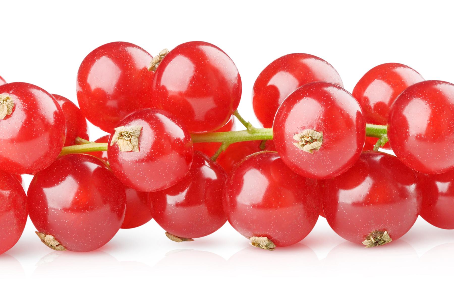 rote Johannisbeeren an der Rispe