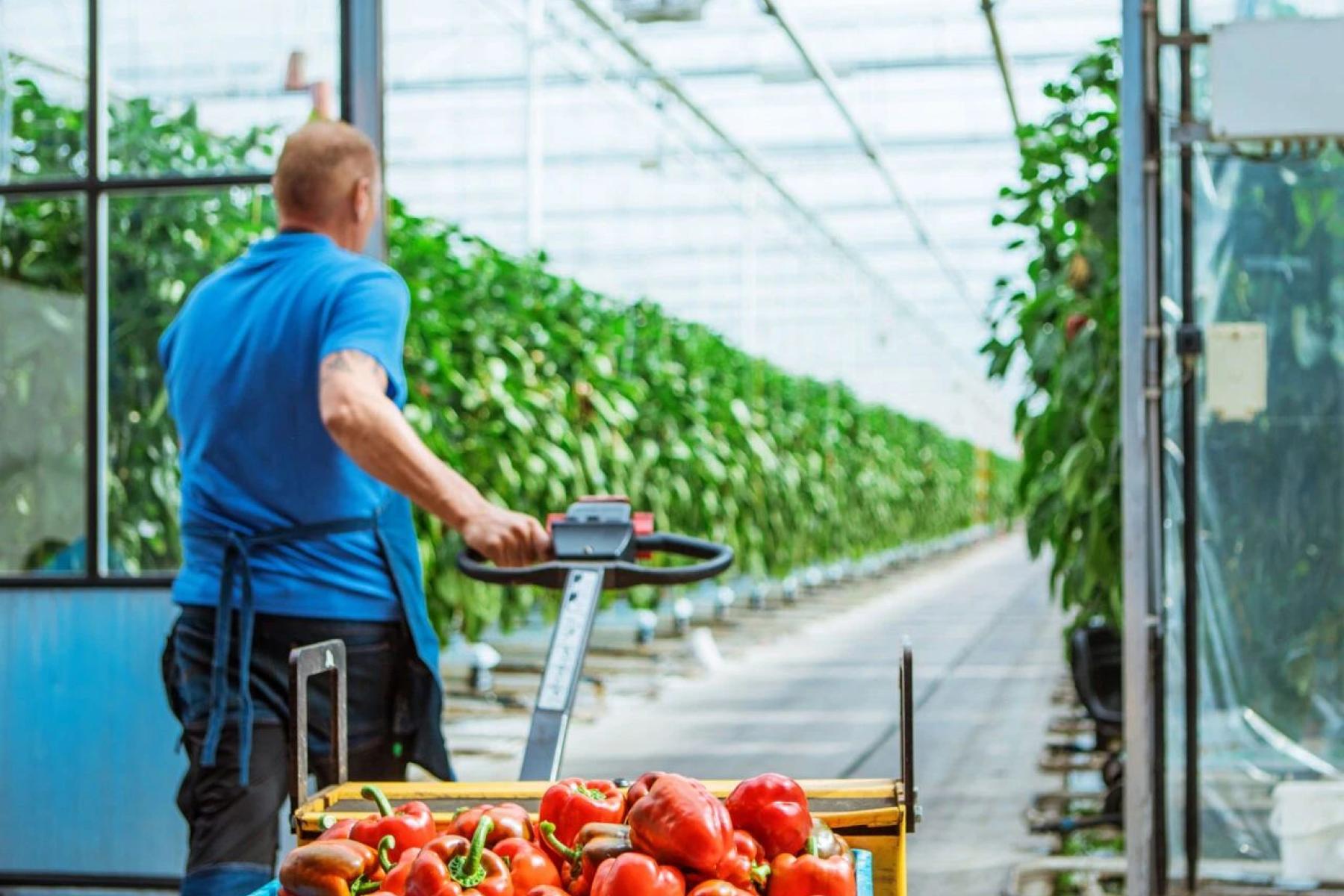 Mann zieht Kartons mit Paprika durchs Gewächshaus