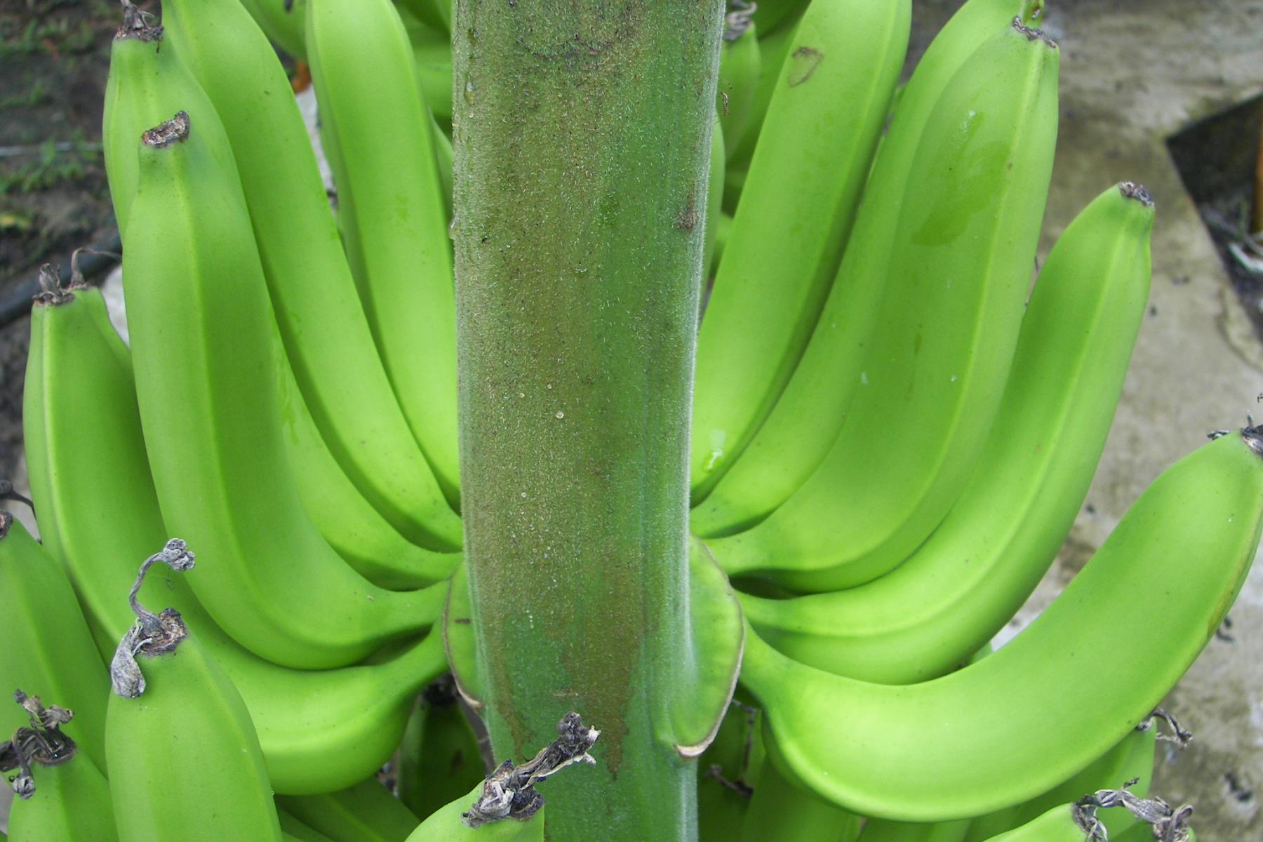 große Bananen