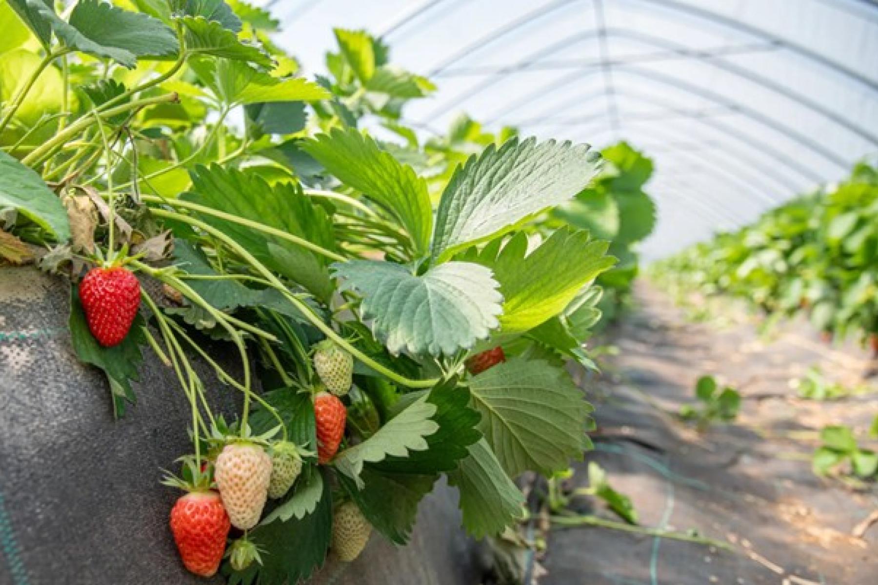 Unabhängiger von Witterungseinflüssen: Im Folientunnel eines Anbaubetriebes in der Region Hannover wachsen Erdbeeren heran.