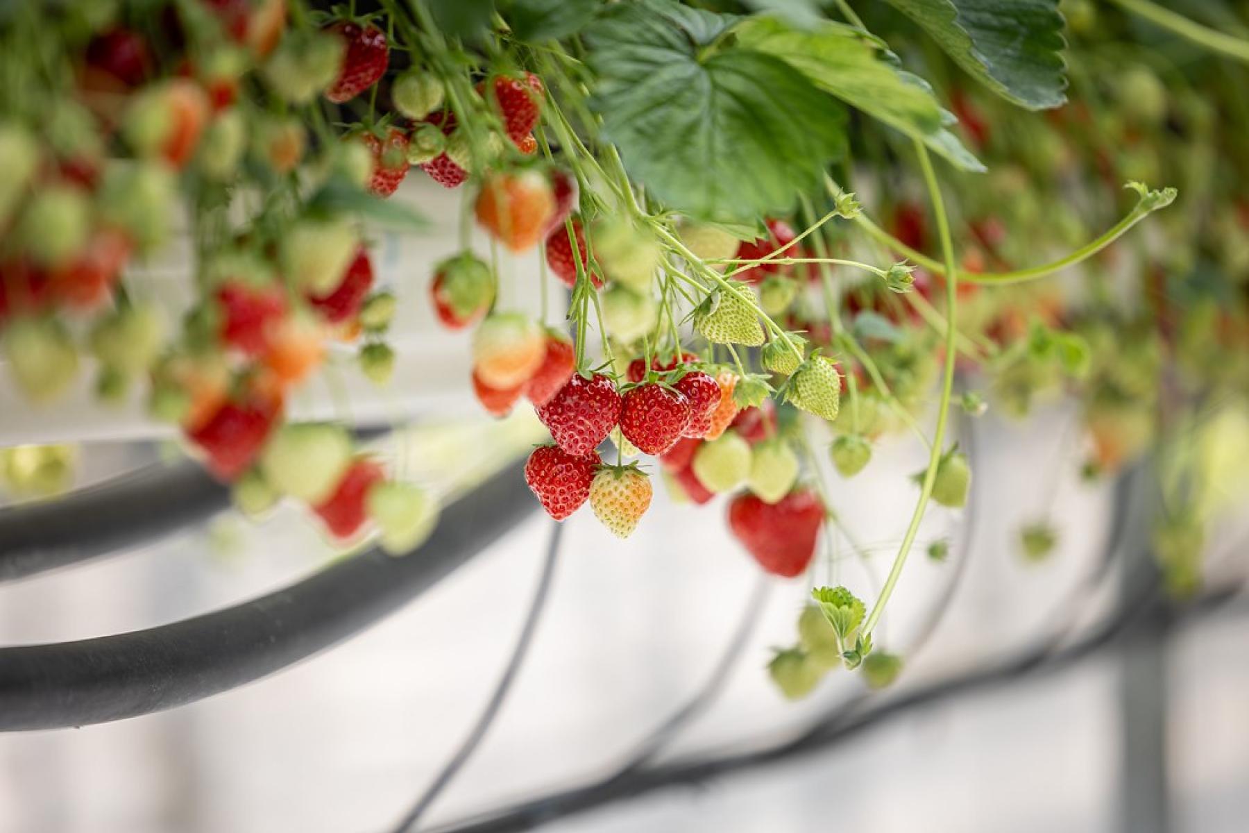 In der Schweiz erzeugte Erdbeeren 