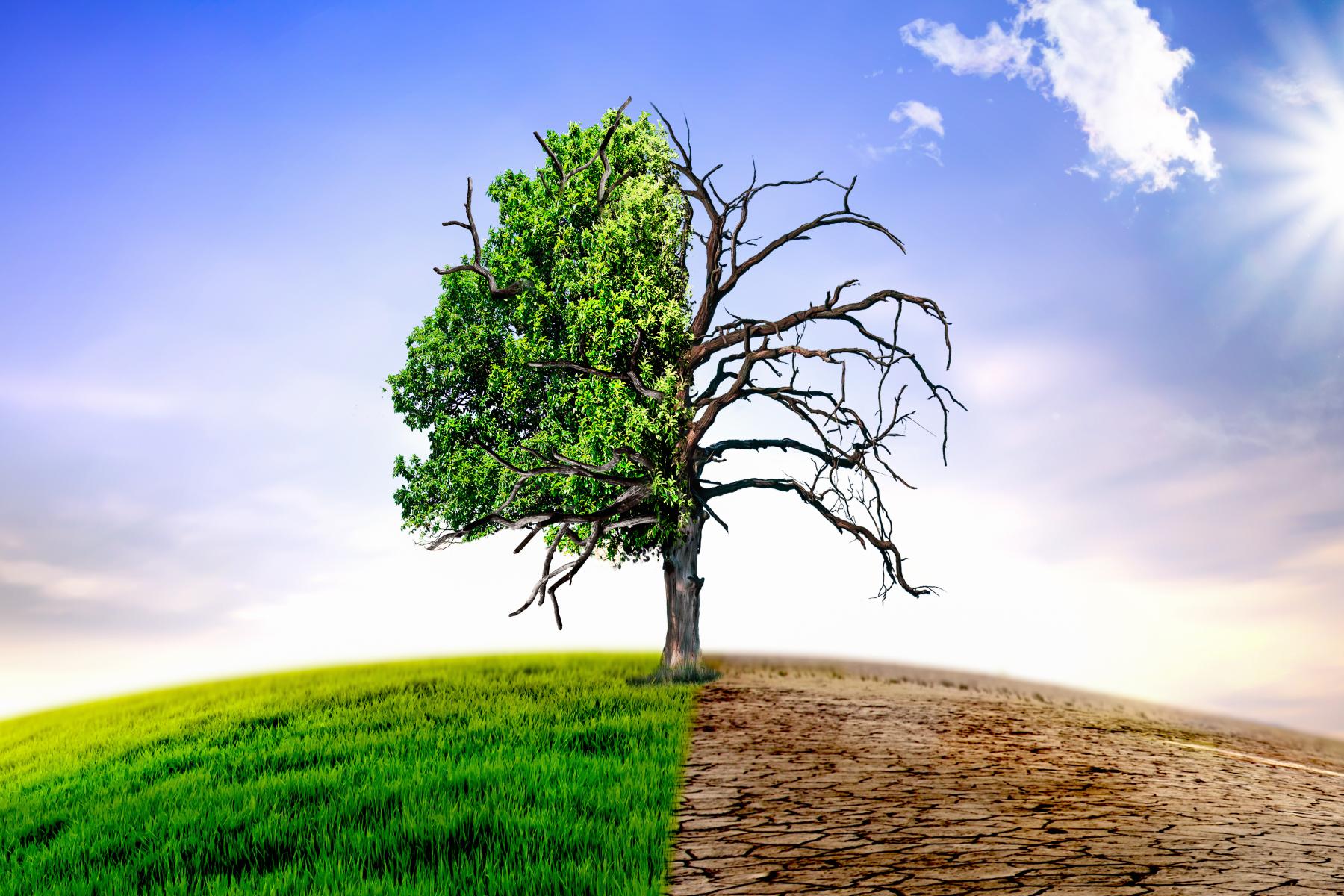 Baum bei normalem und Hitzewetter