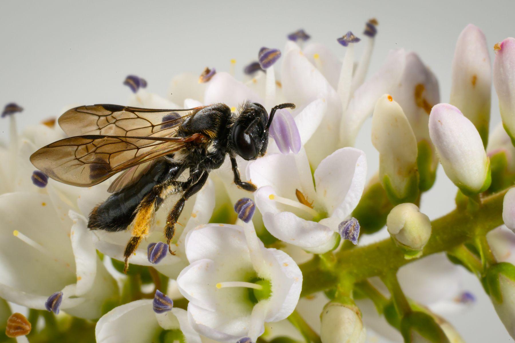 Biene Leioproctus launcestonensis auf Blüte