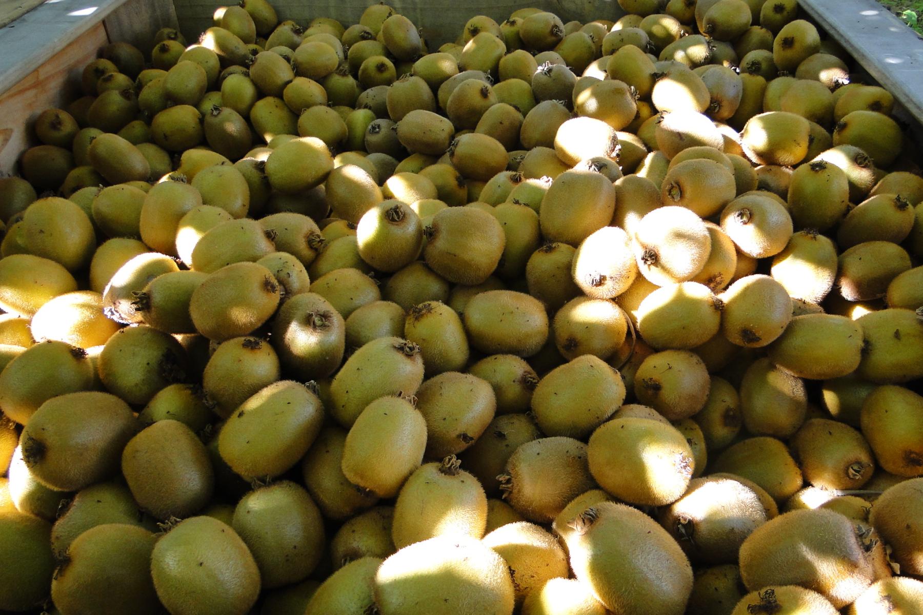 Kiwis nach der Ernte in Kiste