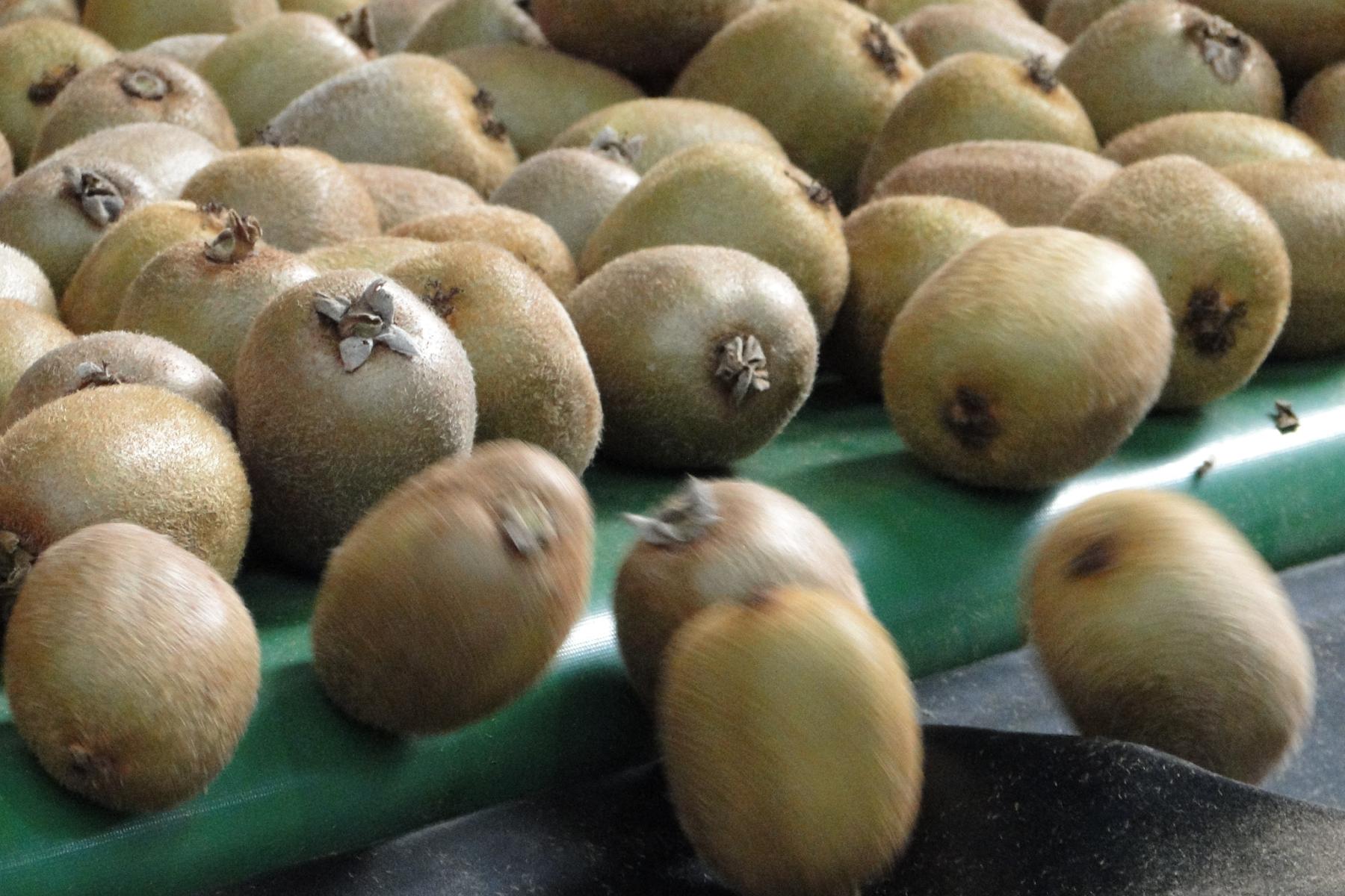 viele Kiwis