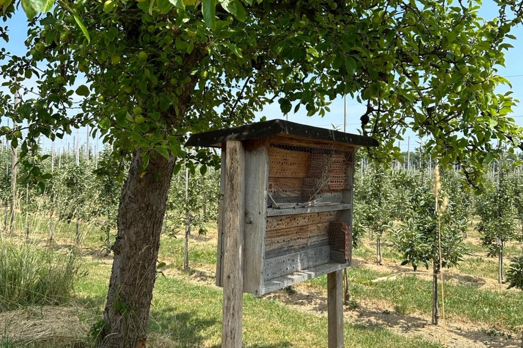 Bienennistkasten steht vor Obstbaum