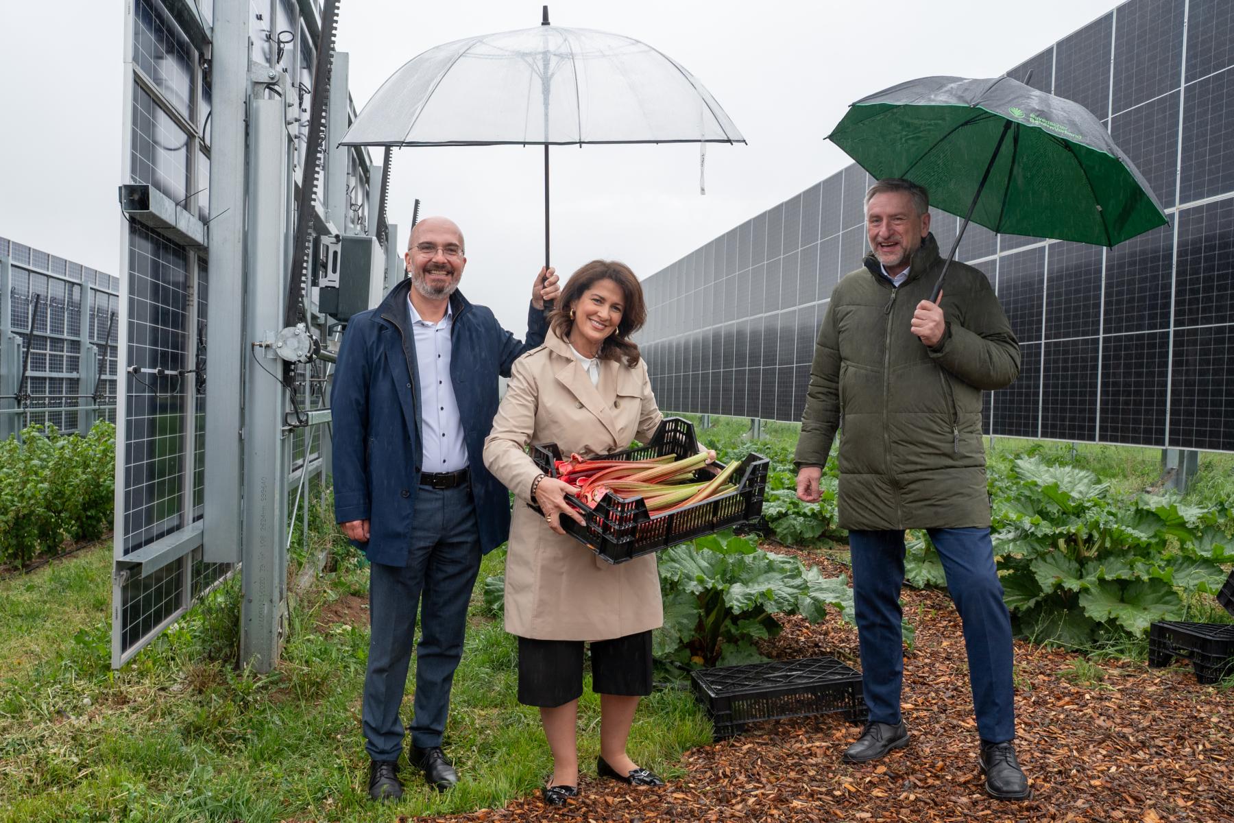 Das Bild zeigt Staatsministerin Michaela Kaniber gemeinsam mit Dr. Jörg Hirsche (Leiter der LWG) sowie BBV-Präsident Günther Felßner (r.) bei der Agri-PV-Anlage vor einer Versuchsfläche mit Rhabarber in Uffenheim.