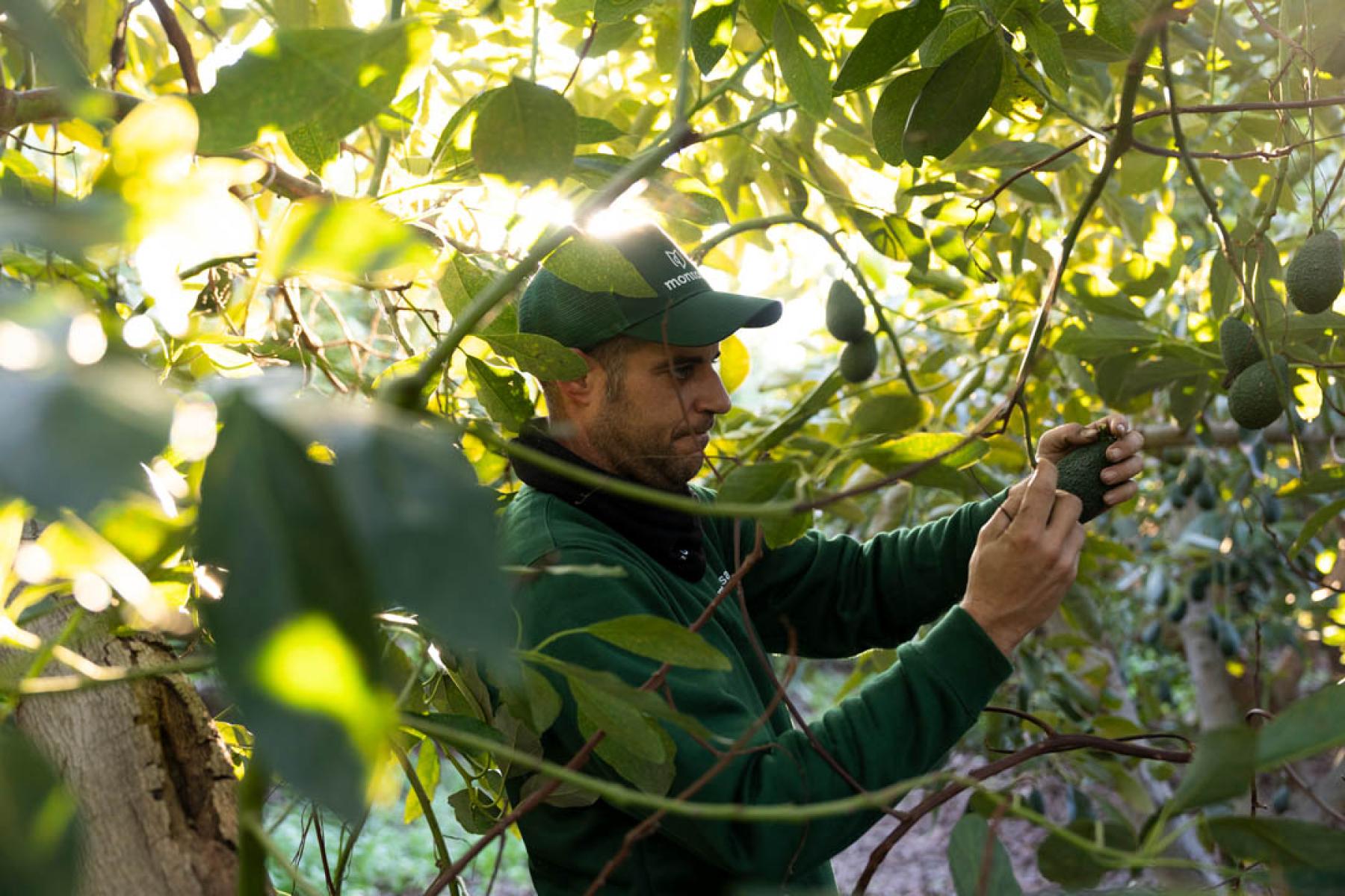 Mann erntet Avocados