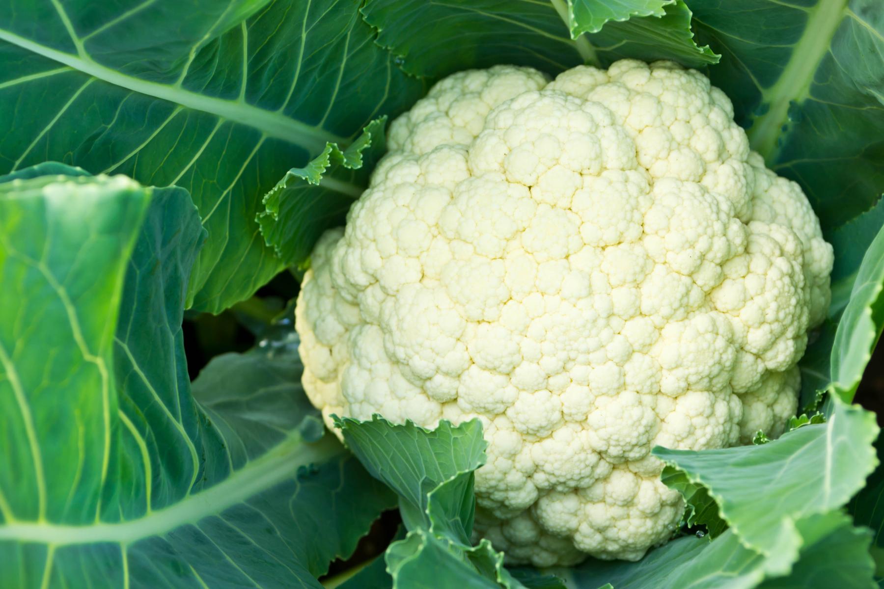 Blumenkohl