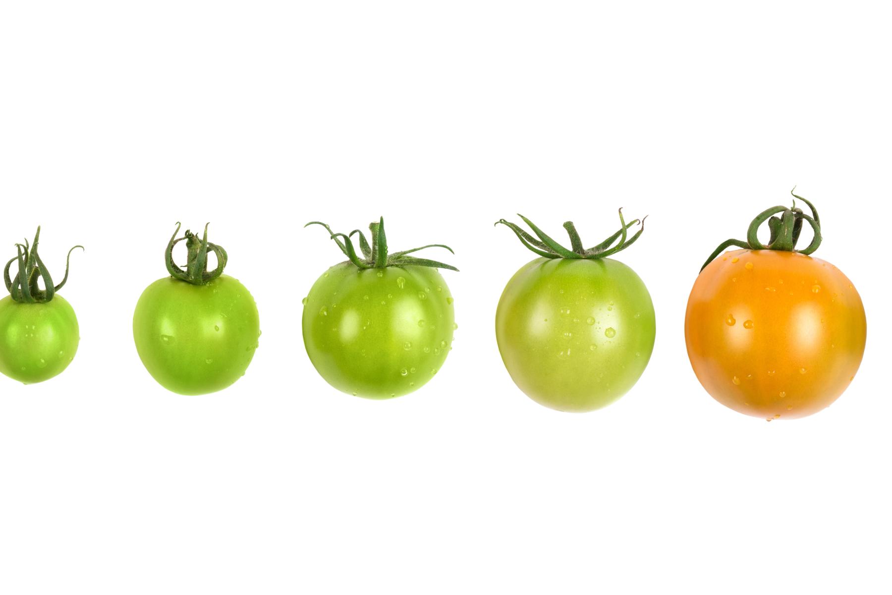 verschiedene Entwicklungsstadien der Tomate