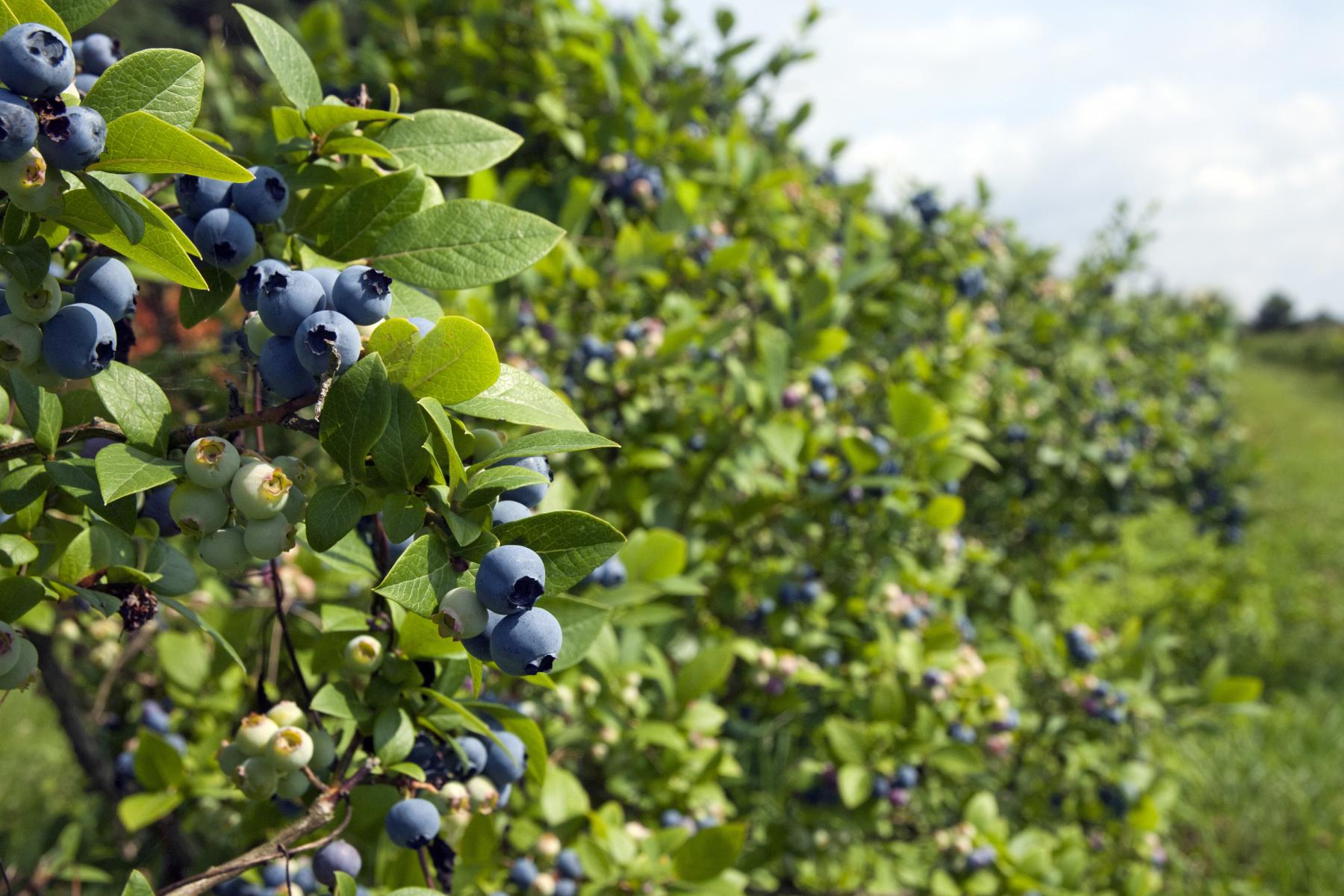 Heidelbeeren am Strauch
