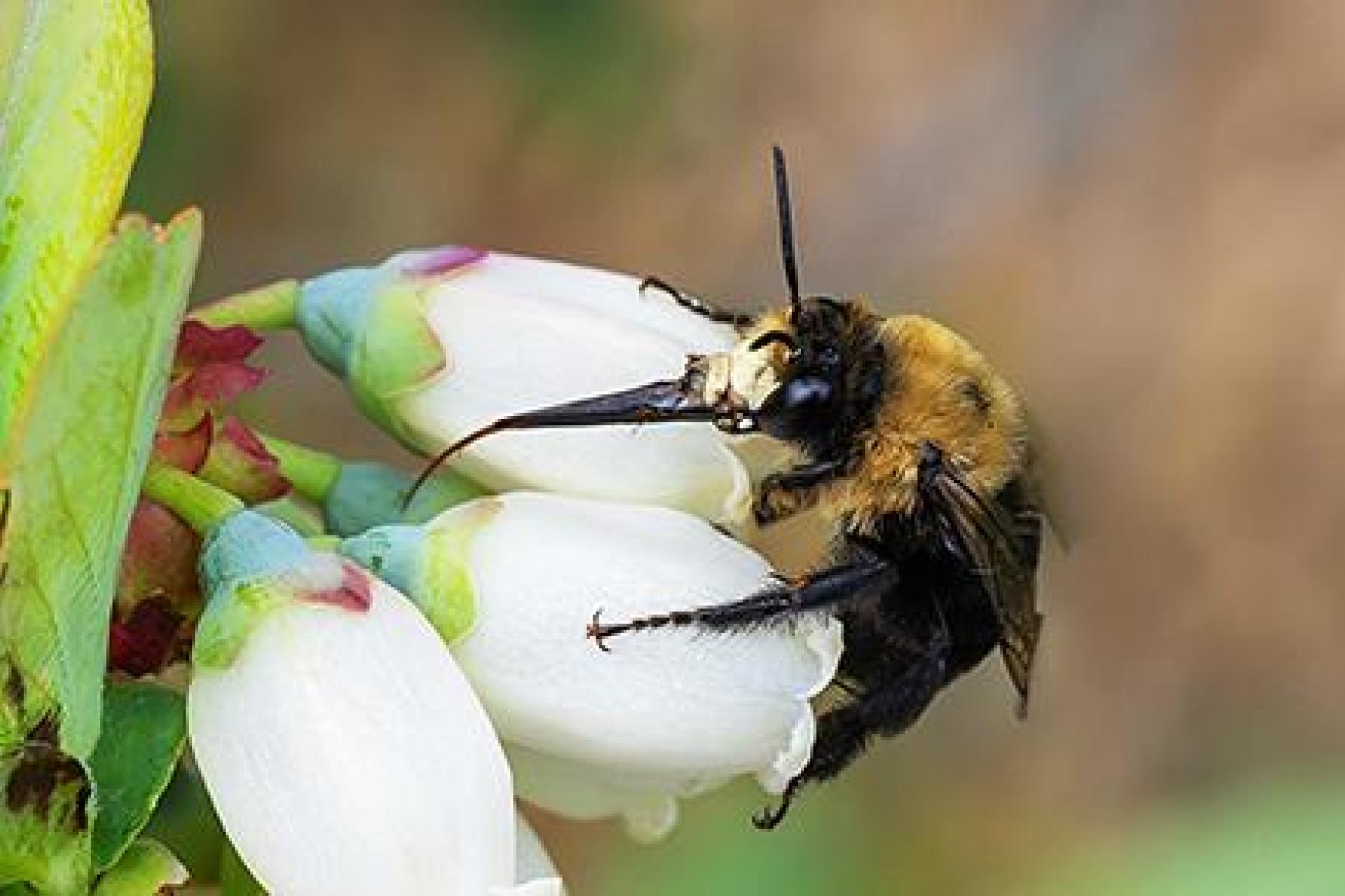 Biene auf Blüte