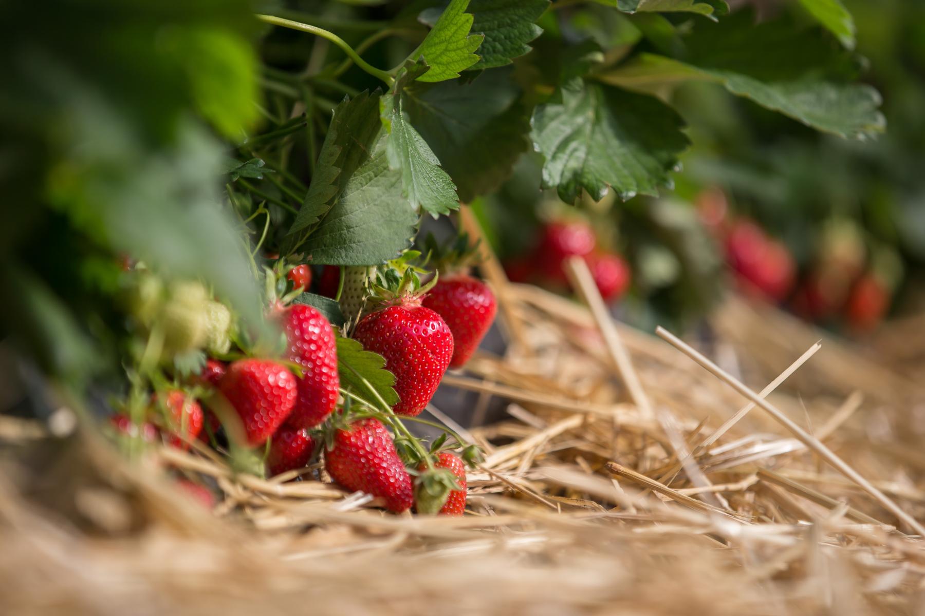 Erdbeeren mit Stroh auf Feld