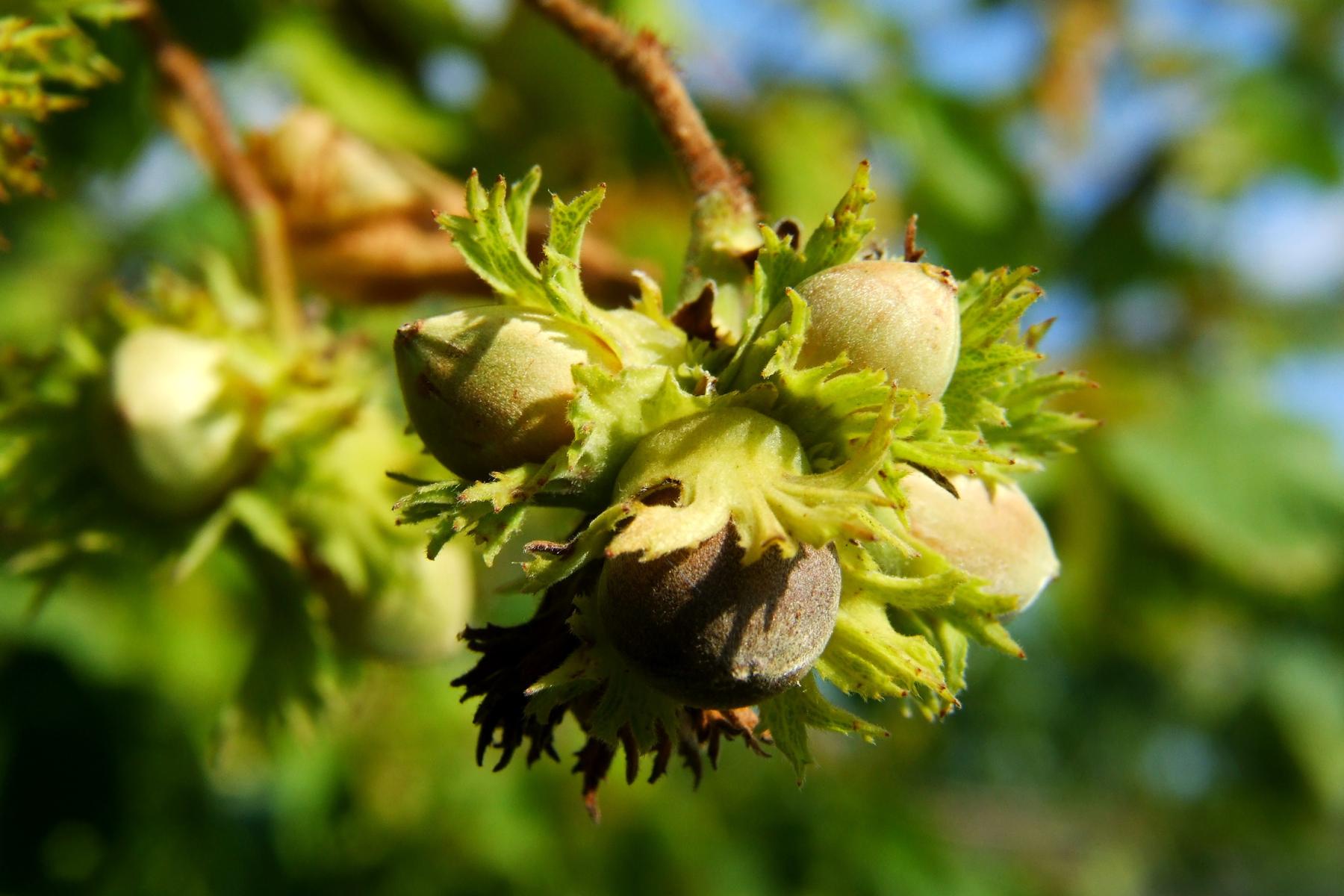 Haselnüsse am Baum